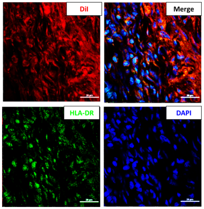 Ijms 22 02117 g005 Ijms 22 02117 g005