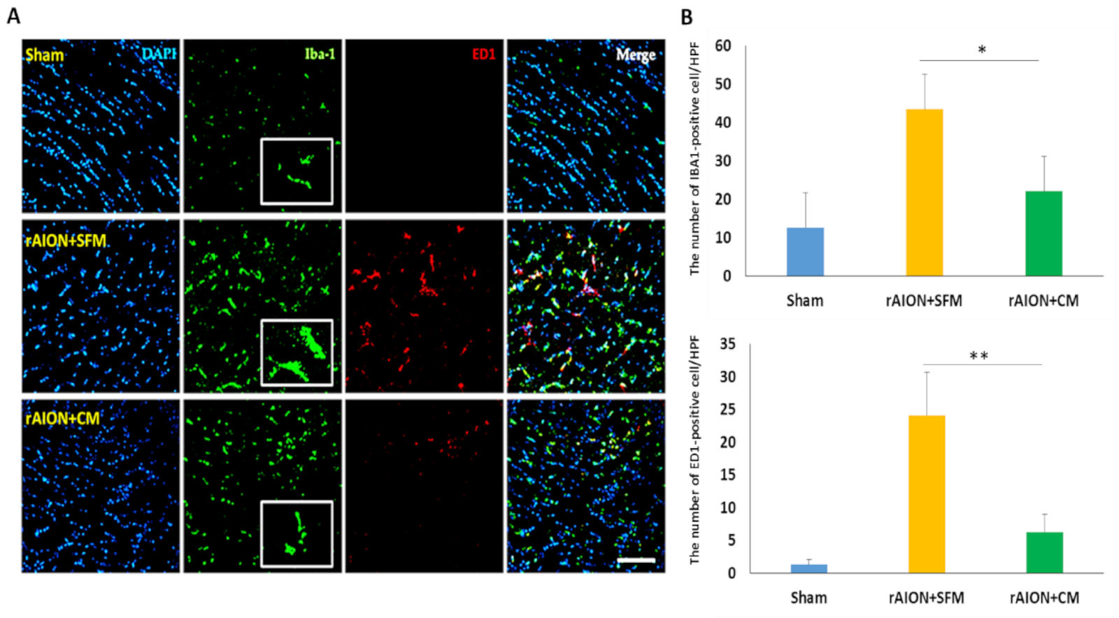Ijms 22 02117 g008 Ijms 22 02117 g008