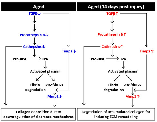 IJMS | Free Full-Text | Aged Skeletal Muscle Retains the Ability