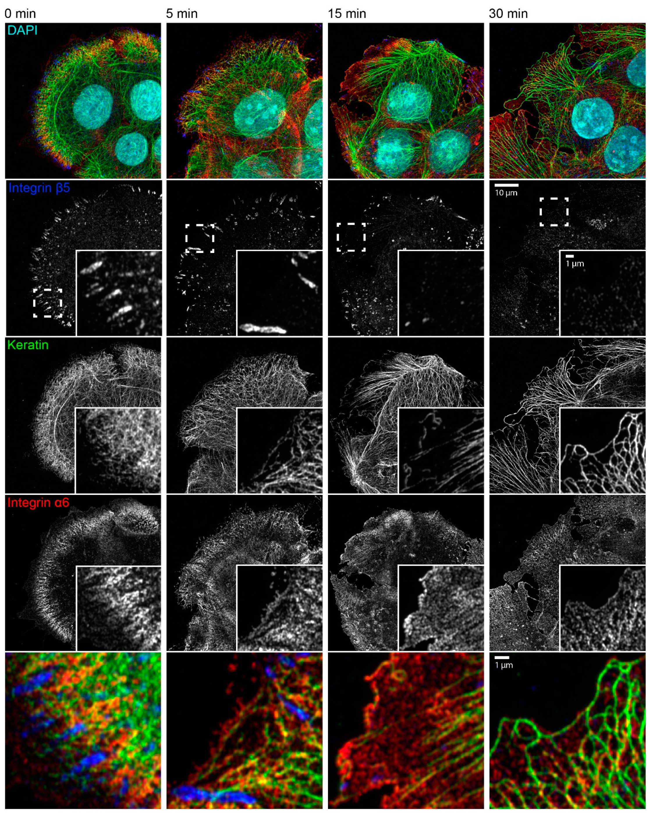 Ijms 22 02130 g004 Ijms 22 02130 g004