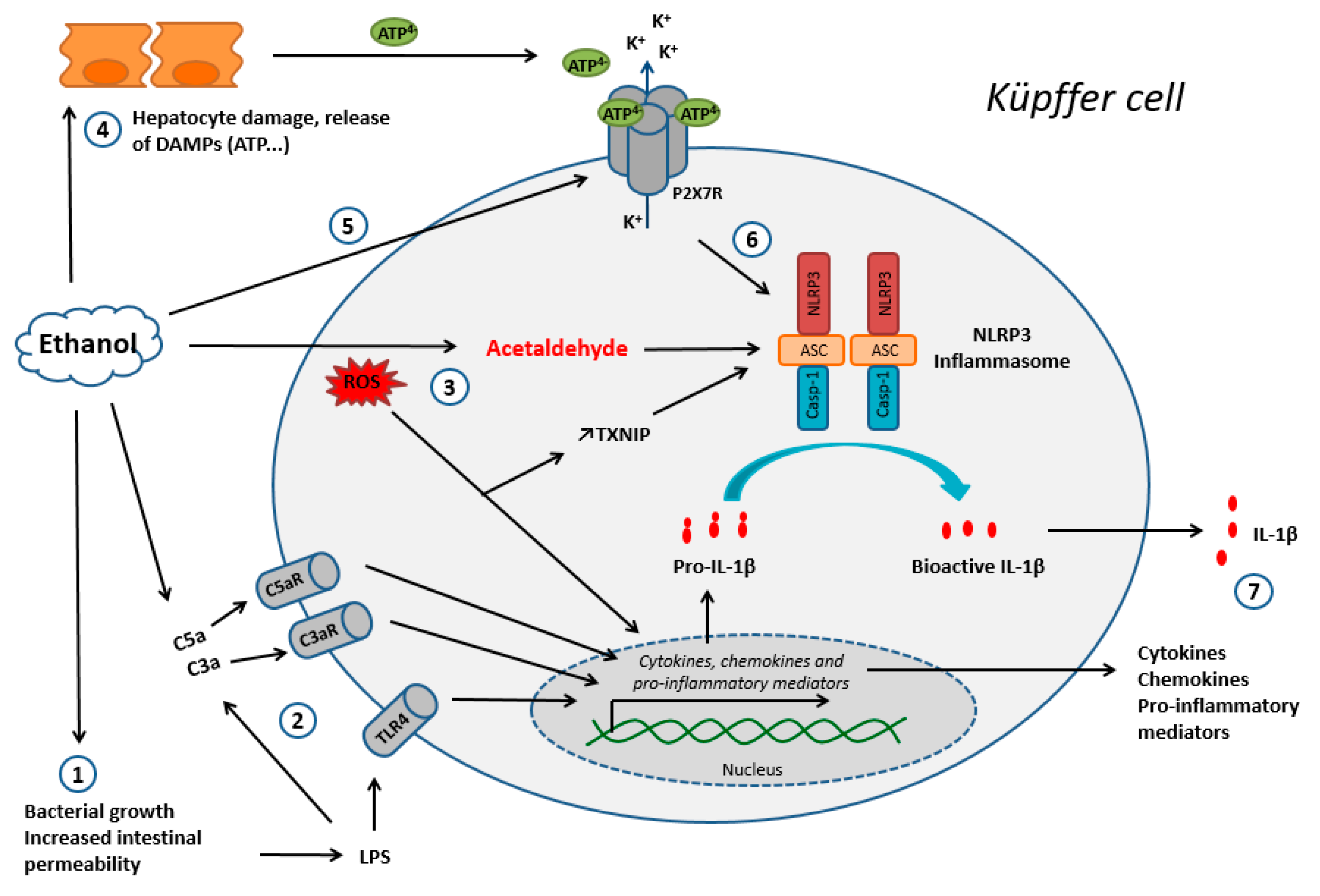 IJMS | Free Full-Text | The Purinergic P2X7 Receptor-NLRP3 Inflammasome  Pathway: A New Target in Alcoholic Liver Disease?