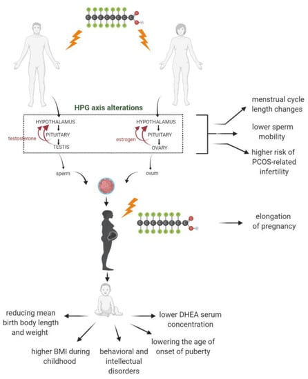 IJMS | Free Full-Text | Endocrine Disruptor Potential of Short- and ...