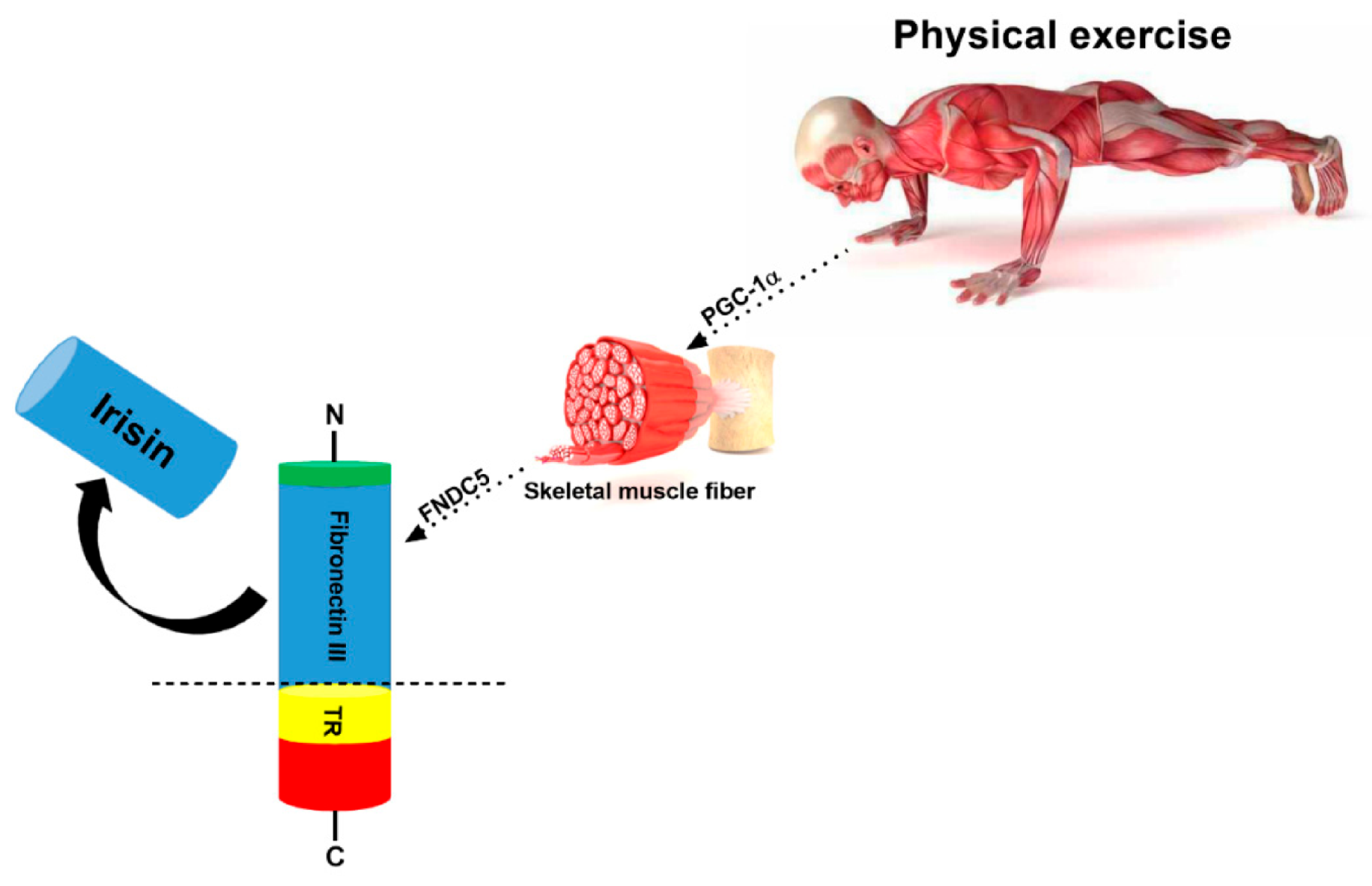 Ijms 22 02199 g002 Ijms 22 02199 g002