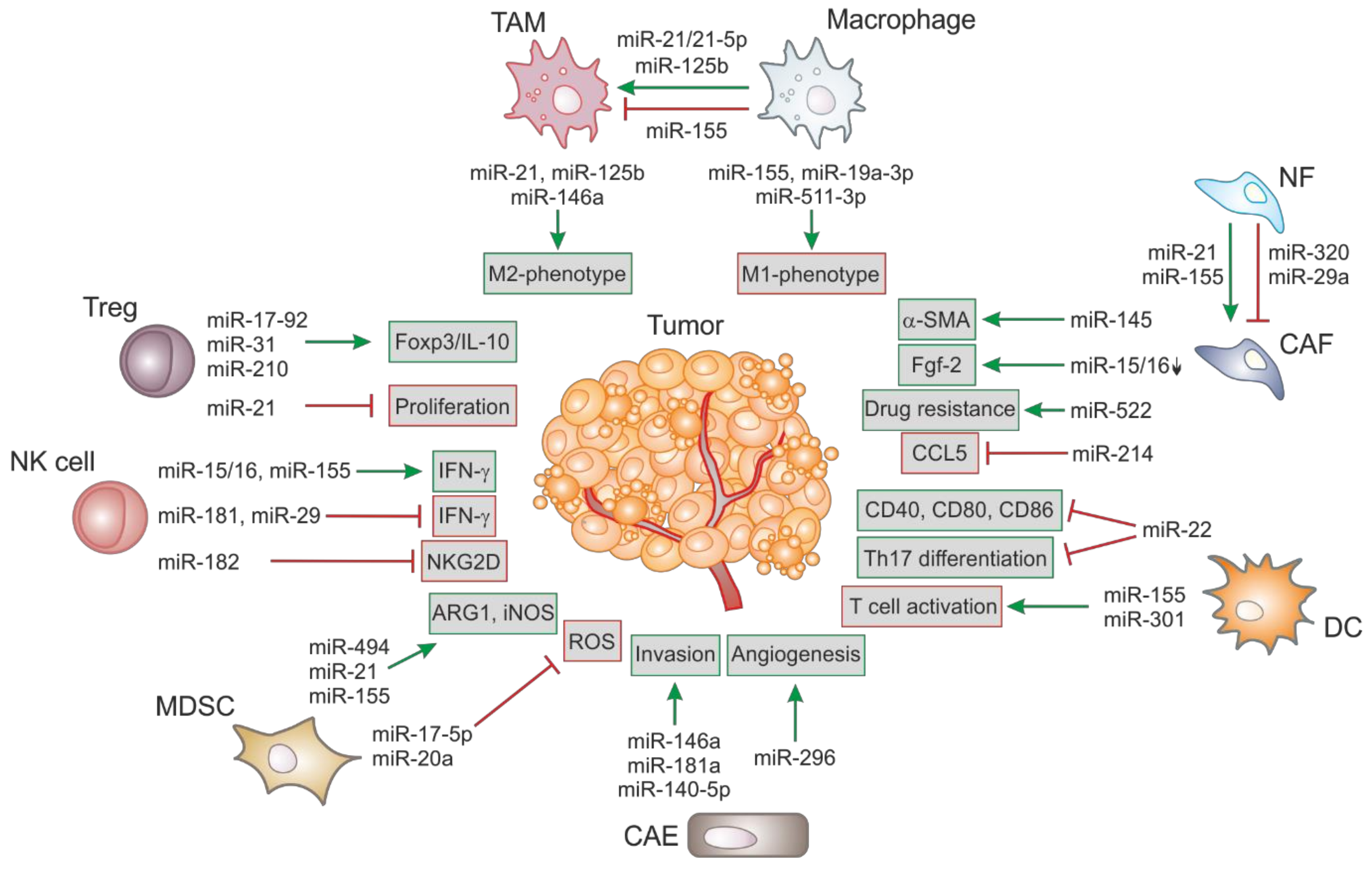 Ijms Free Full Text Therapeutic Targeting Of Micrornas In The Tumor Microenvironment Html