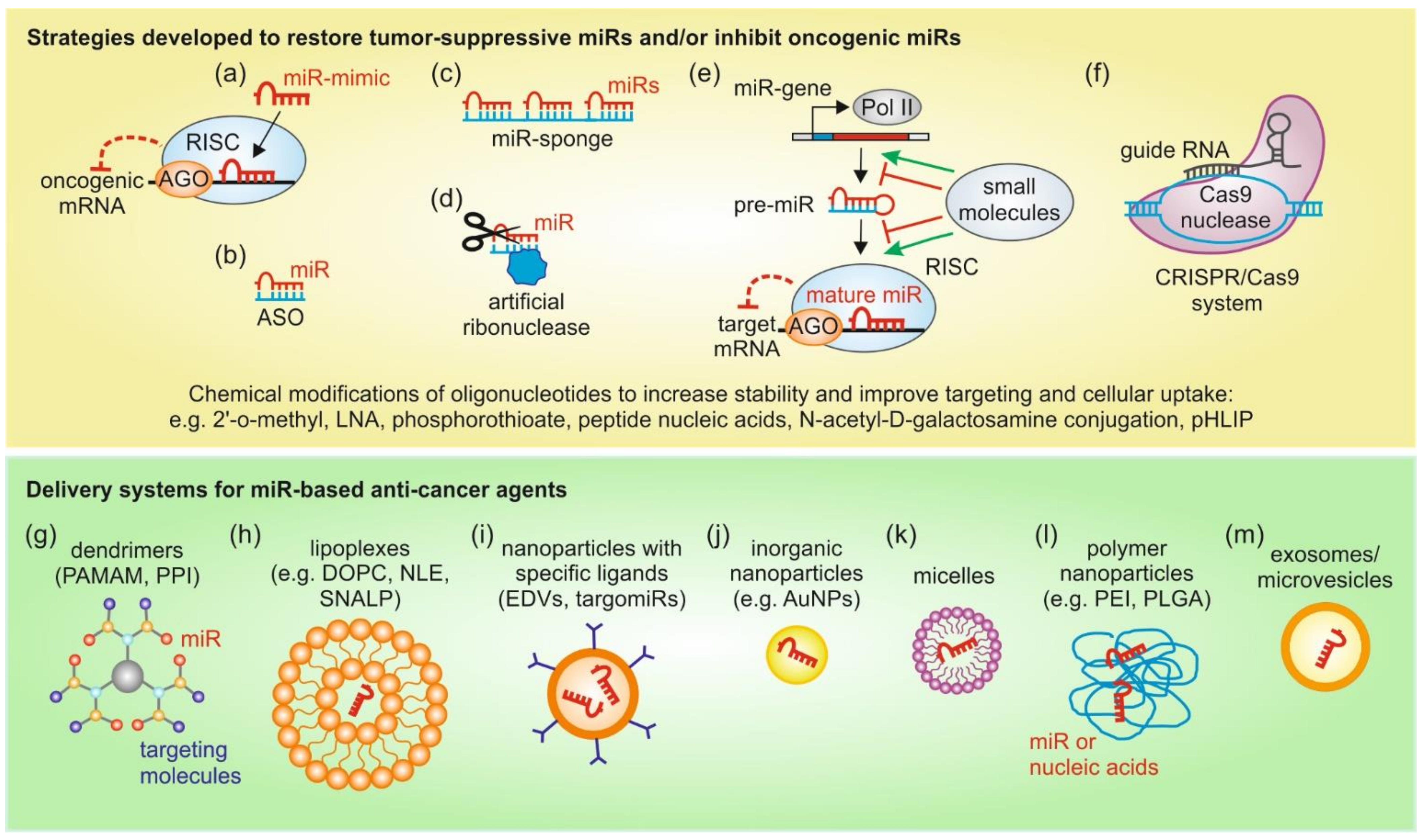 Ijms Free Full Text Therapeutic Targeting Of Micrornas In The Tumor Microenvironment Html