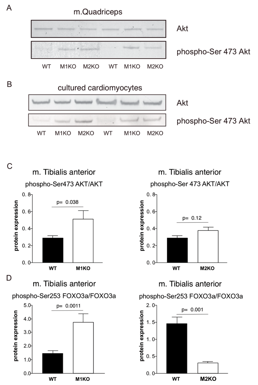Ijms 22 02225 g003 Ijms 22 02225 g003