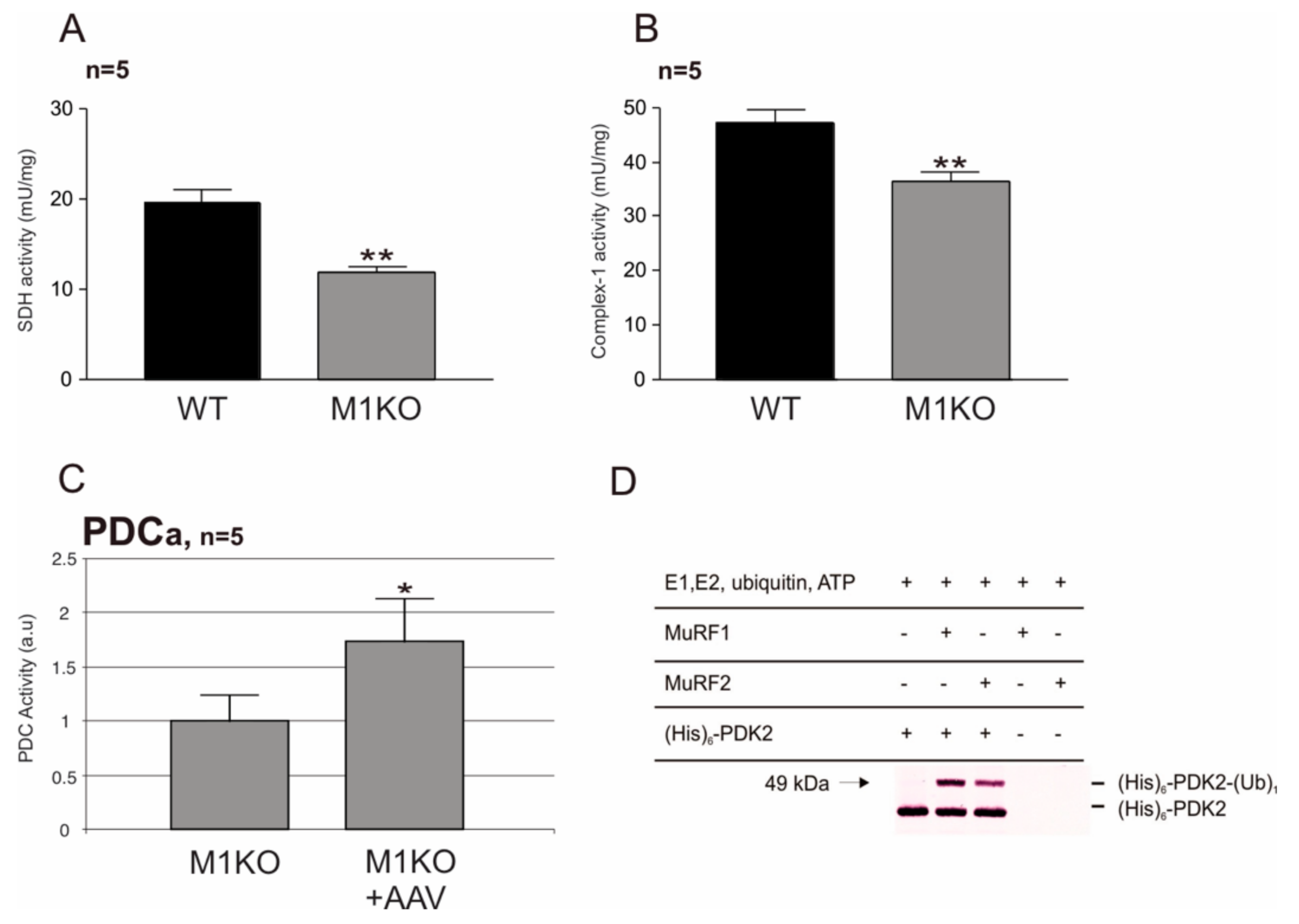 Ijms 22 02225 g004 Ijms 22 02225 g004