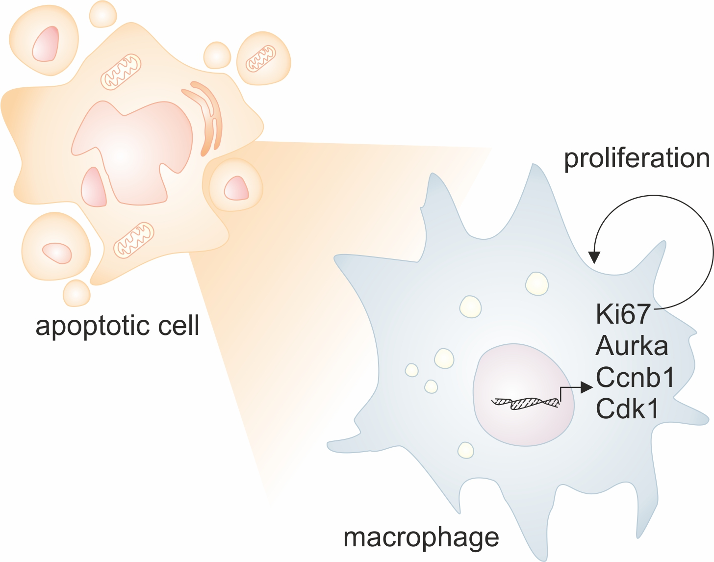 Ijms Free Full Text Apoptotic Cells Induce Proliferation Of Peritoneal Macrophages Html