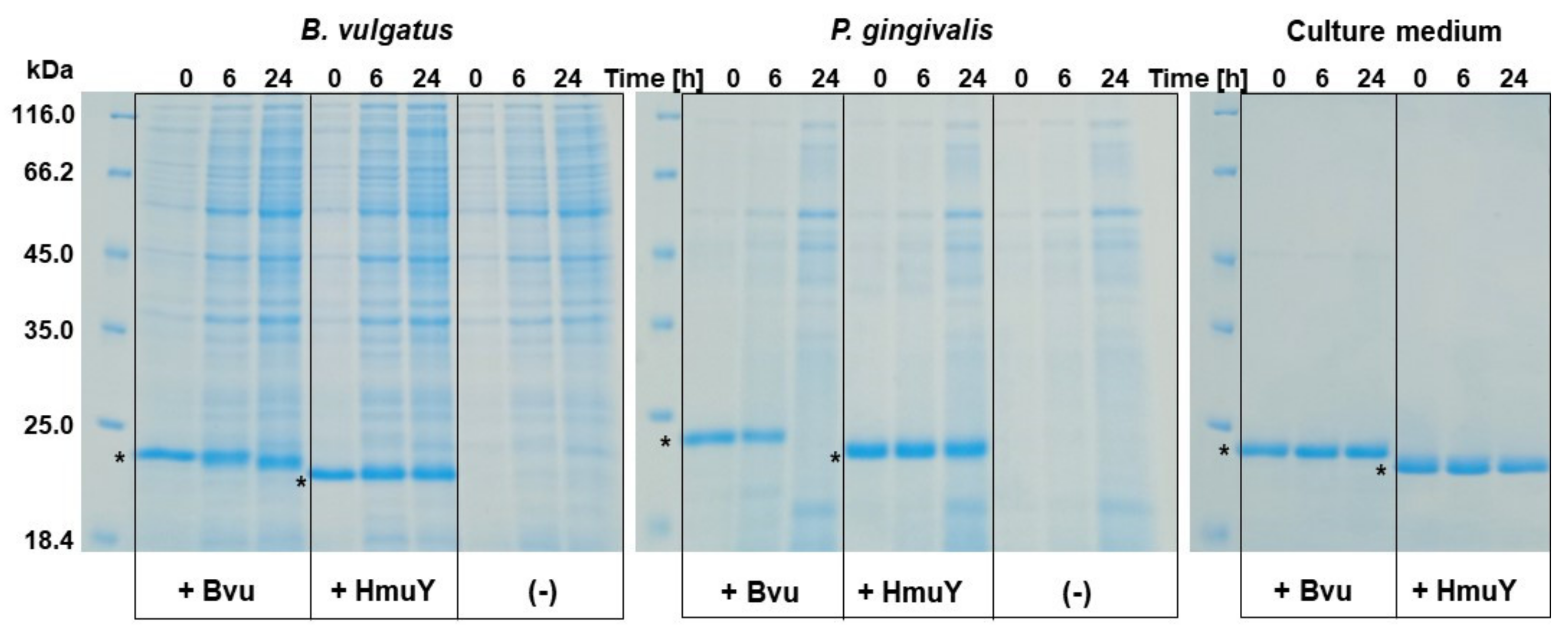 Ijms 22 02237 g010 Ijms 22 02237 g010