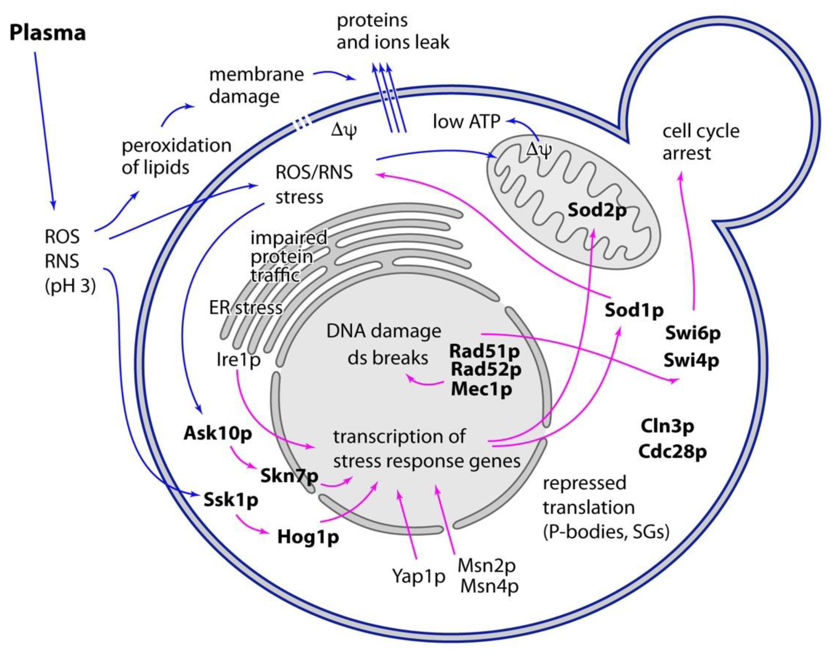 Ijms 22 02247 g002 Ijms 22 02247 g002