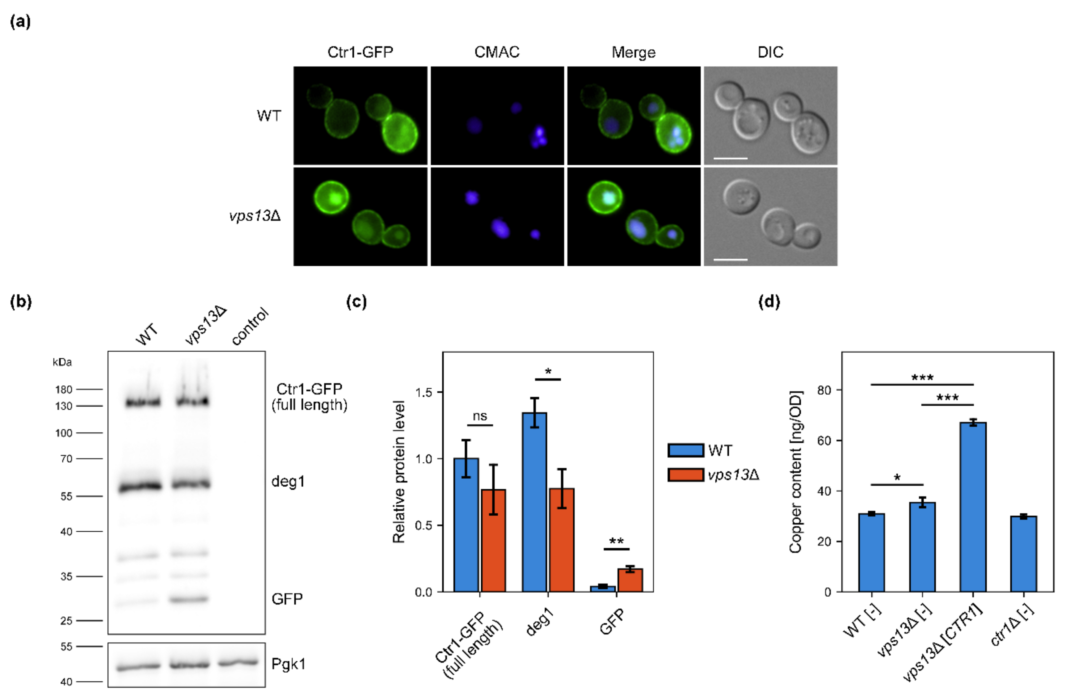 IJMS | Free Full-Text | Targeting Copper Homeostasis Improves Functioning  of vps13Δ Yeast Mutant Cells, a Model of VPS13-Related Diseases | HTML