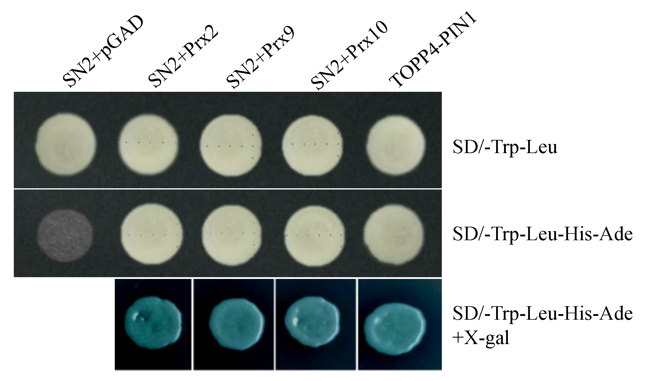 Ijms 22 02287 g006 Ijms 22 02287 g006