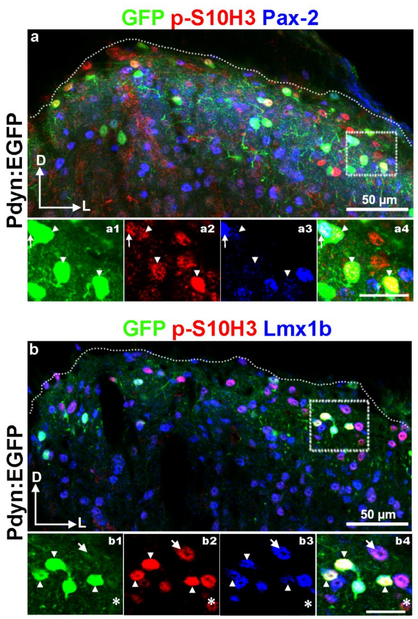 Ijms 22 02297 g008 Ijms 22 02297 g008