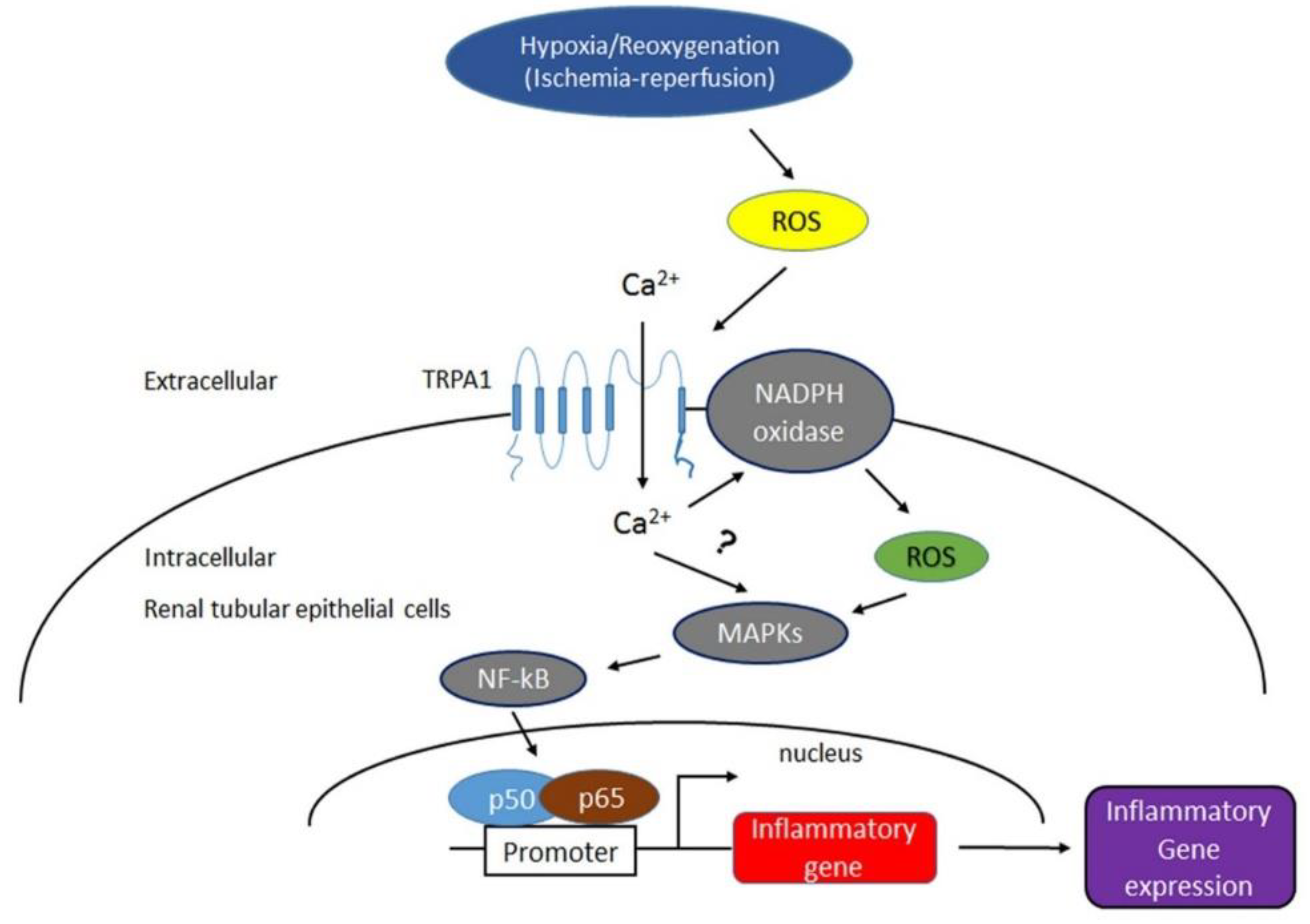 Ijms 22 02309 g010 Ijms 22 02309 g010