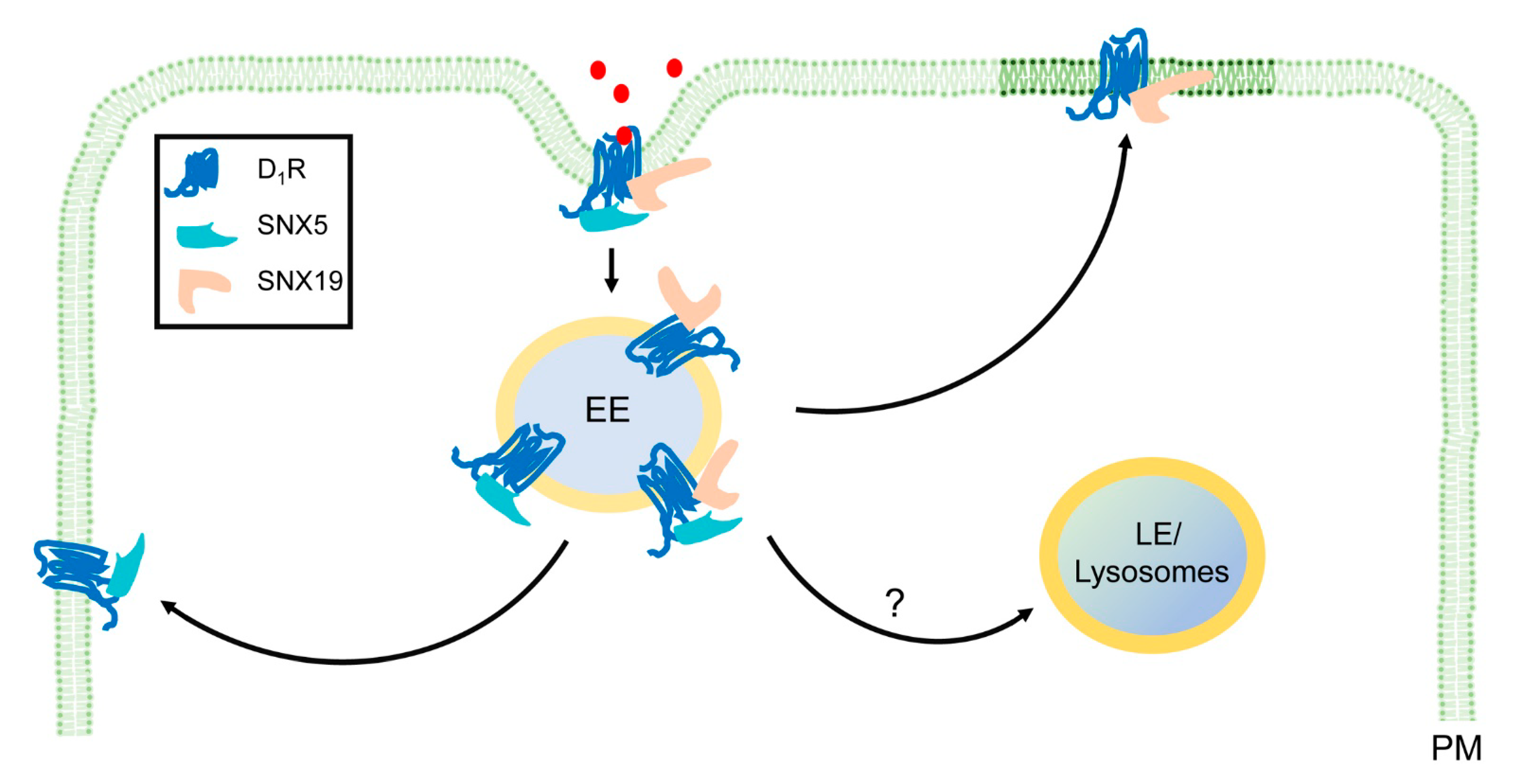 Ijms 22 02319 g002 Ijms 22 02319 g002