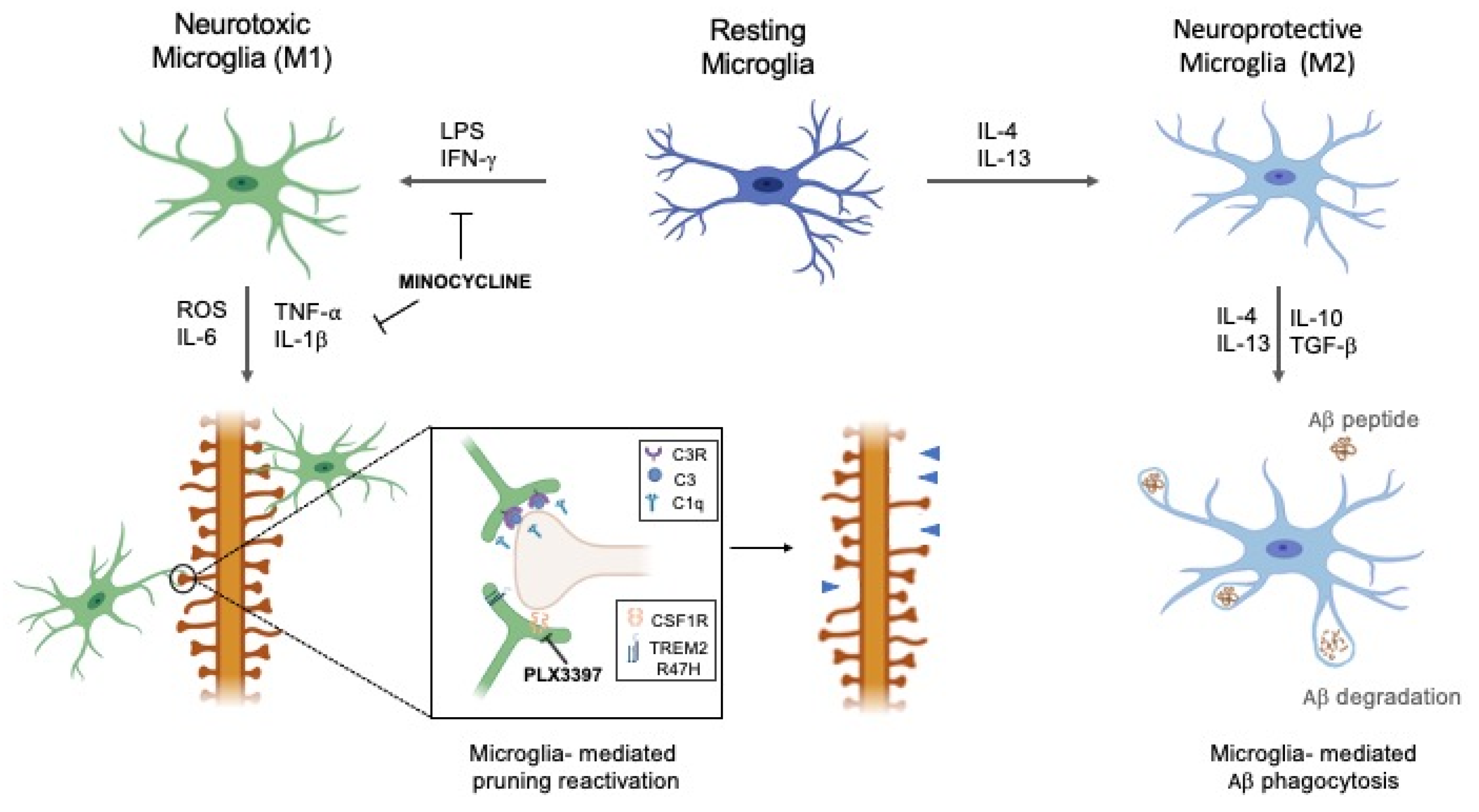IJMS | Free Full-Text | Targeting Microglia-Synapse Interactions in  Alzheimer's Disease | HTML