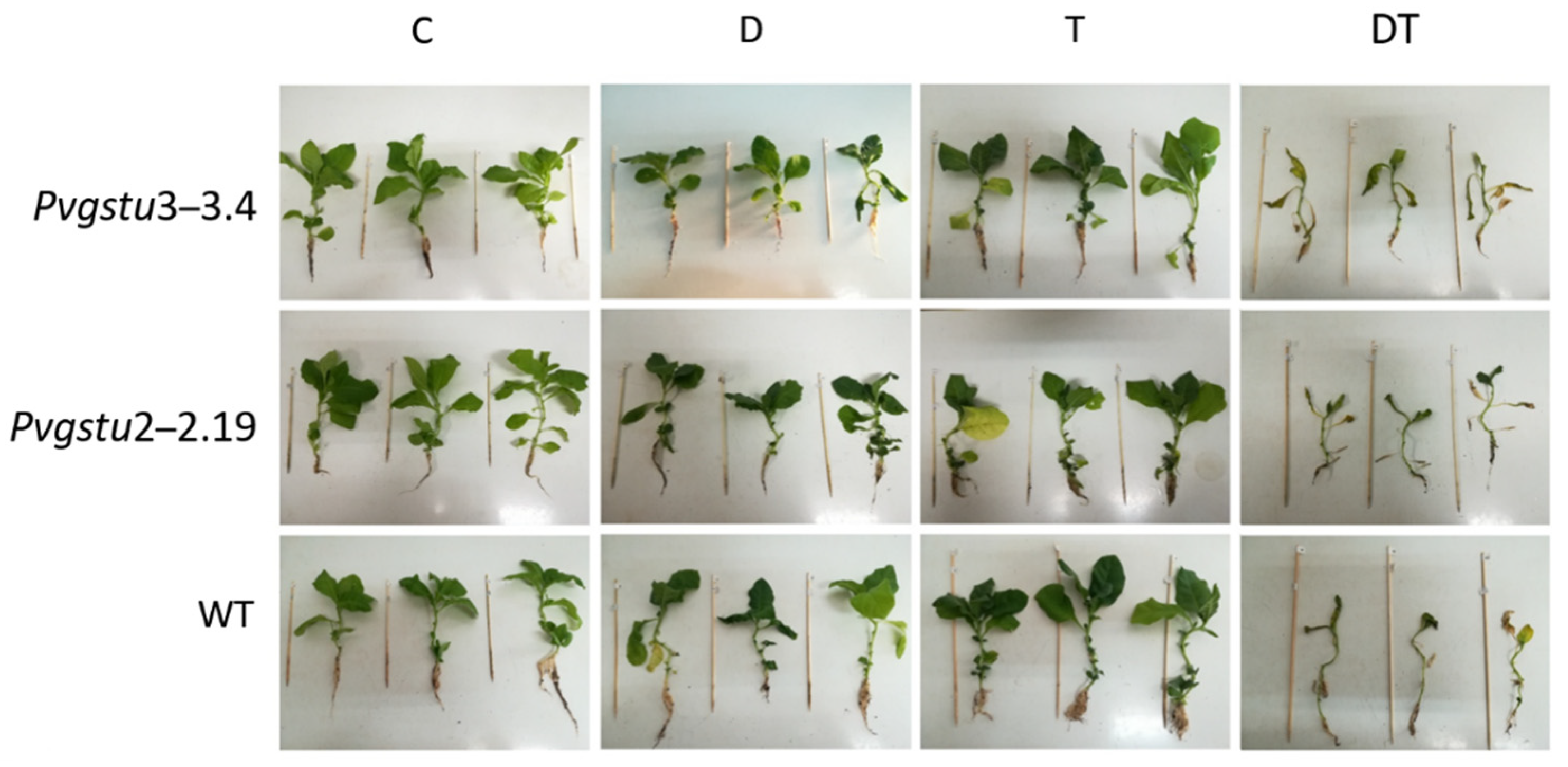 Ijms 22 02352 g001 Ijms 22 02352 g001