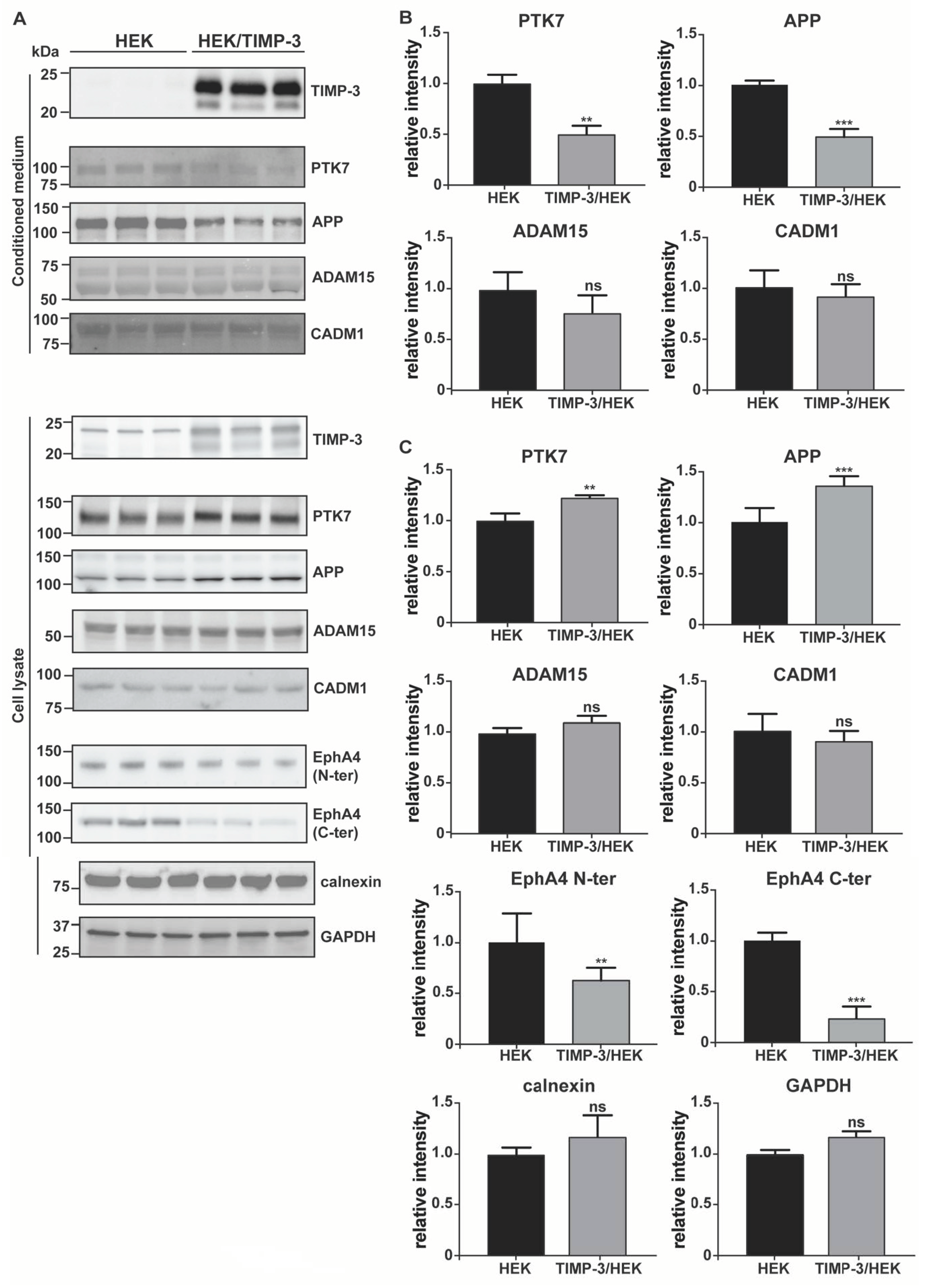 Ijms 22 02392 g002 Ijms 22 02392 g002