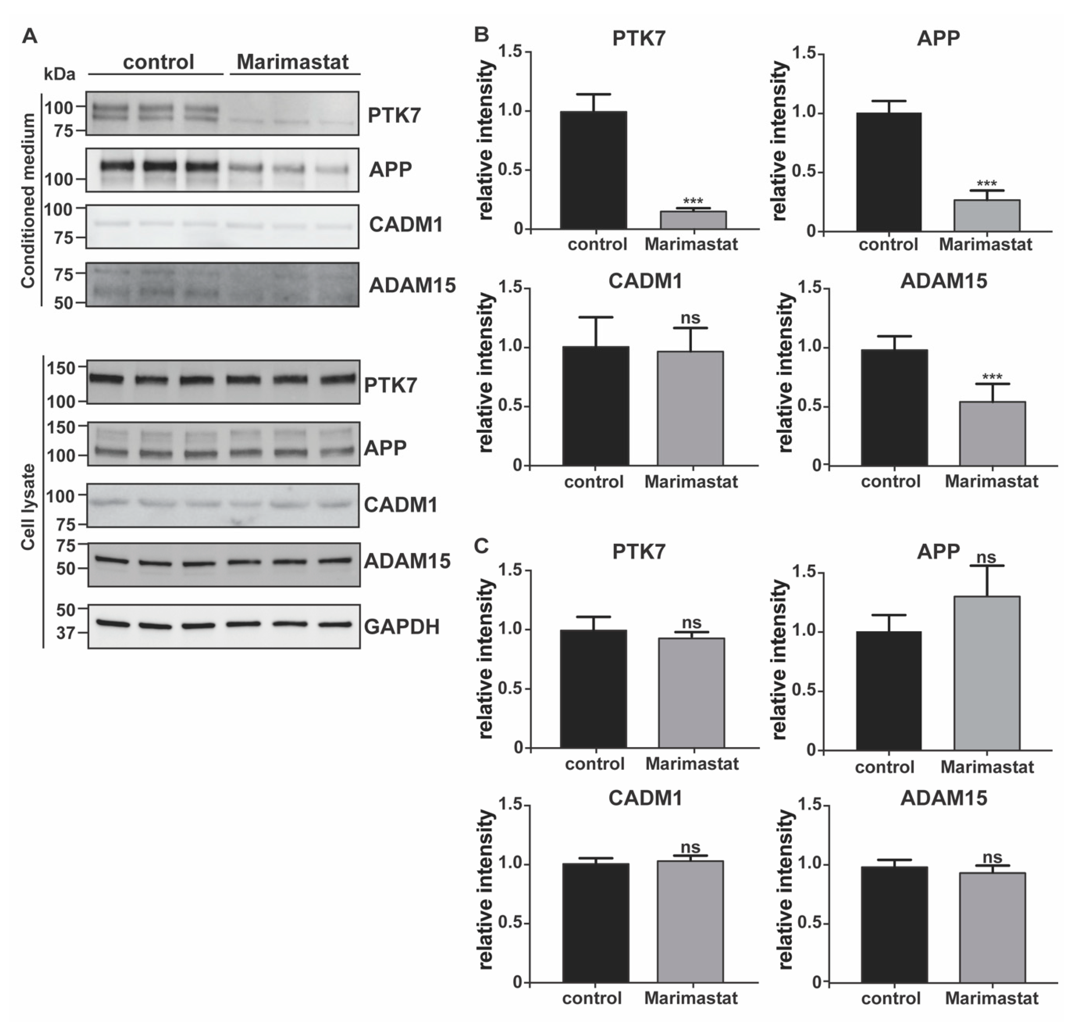 Ijms 22 02392 g004 Ijms 22 02392 g004