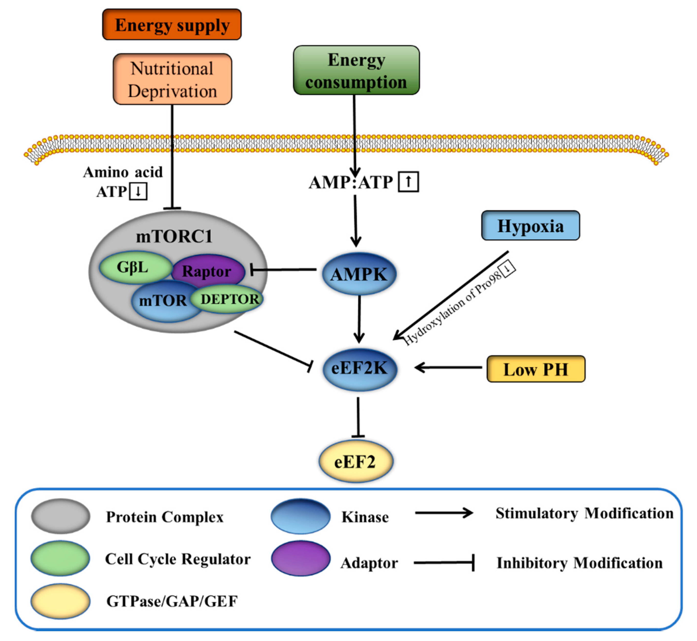 IJMS | Free Full-Text | Progress in the Development of Eukaryotic  Elongation Factor 2 Kinase (eEF2K) Natural Product and Synthetic Small  Molecule Inhibitors for Cancer Chemotherapy