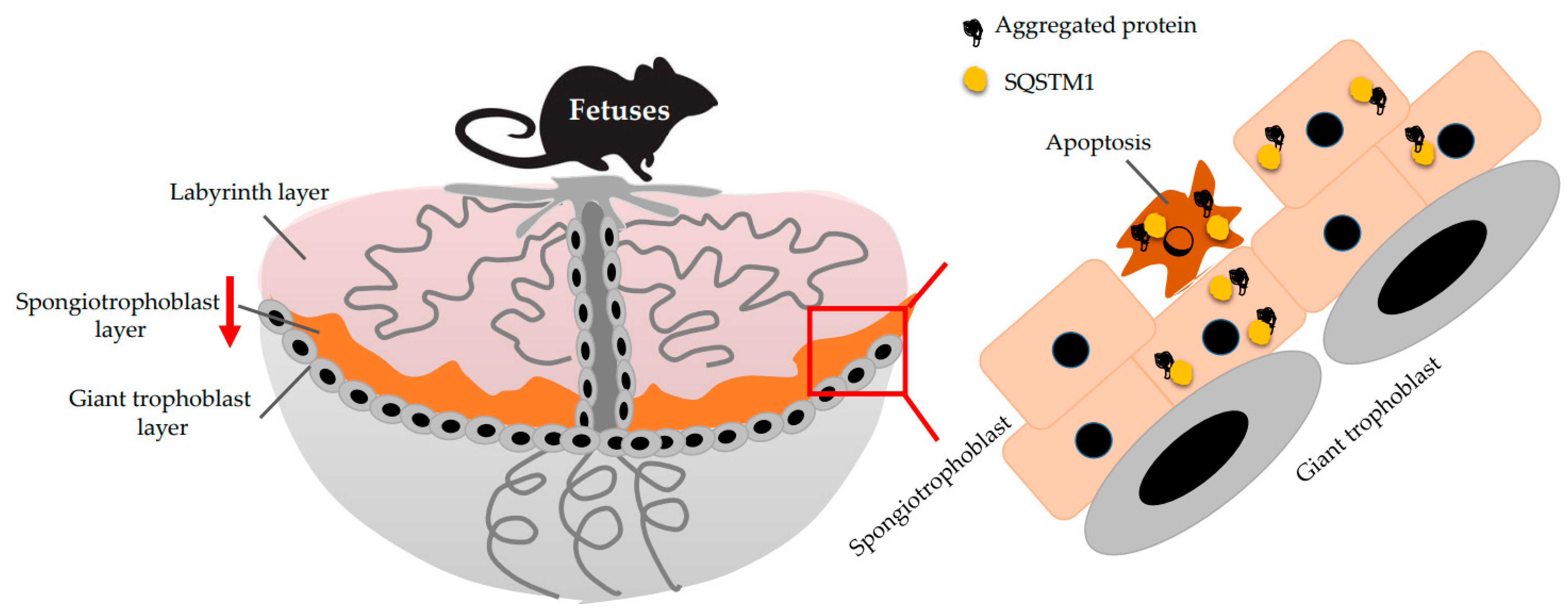 Ijms 22 02432 g002 Ijms 22 02432 g002