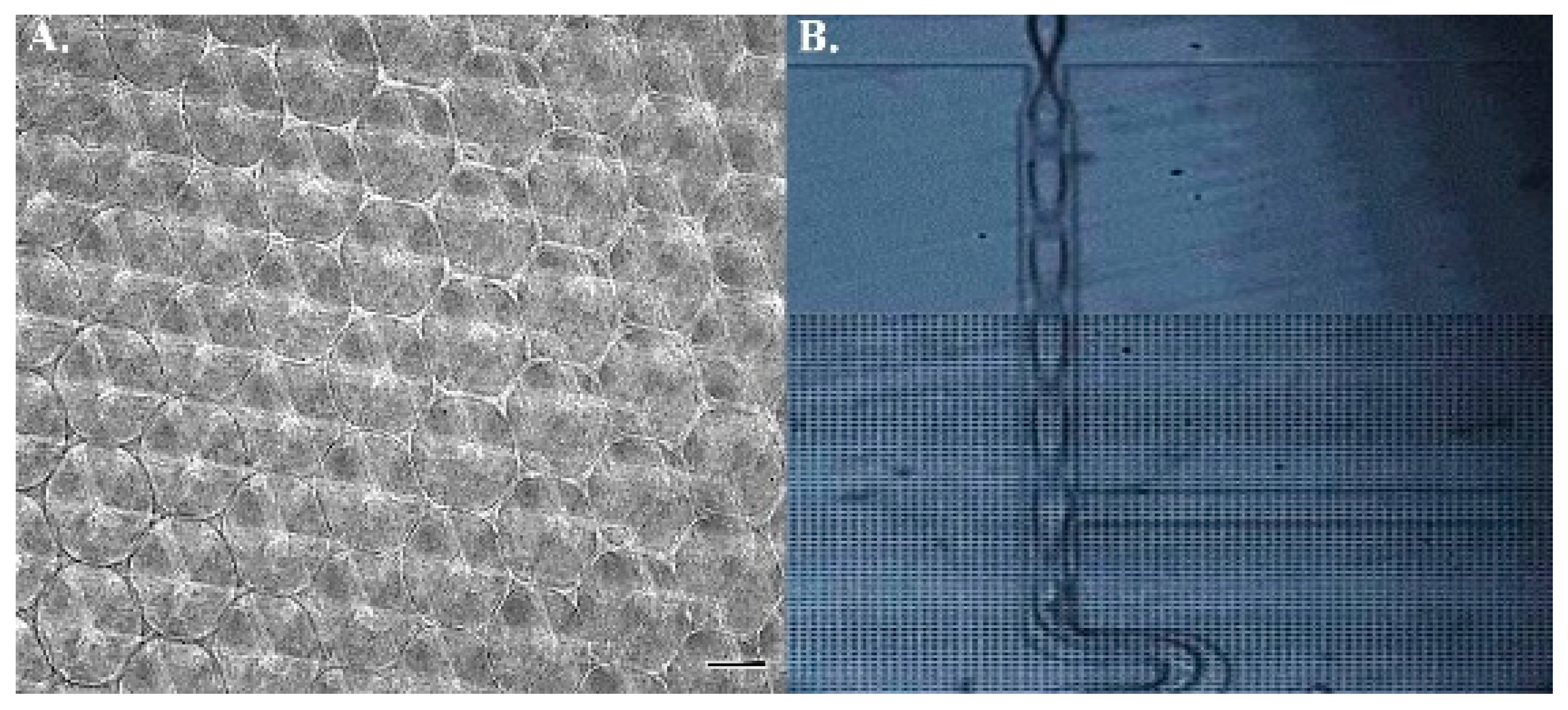 Ijms 22 02441 g001 Ijms 22 02441 g001