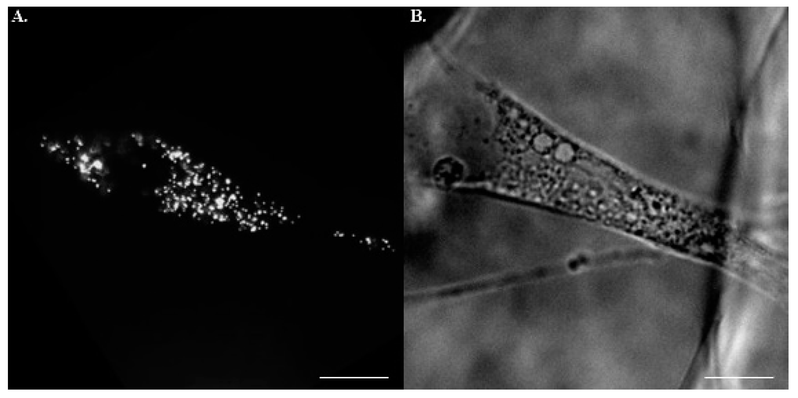 Ijms 22 02441 g002 Ijms 22 02441 g002