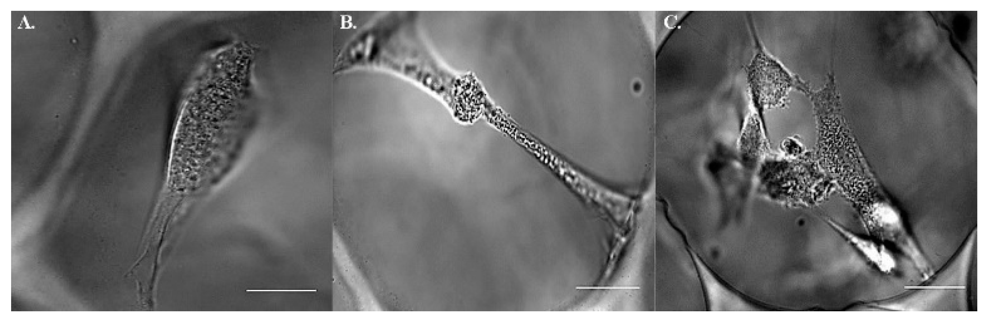 Ijms 22 02441 g003 Ijms 22 02441 g003