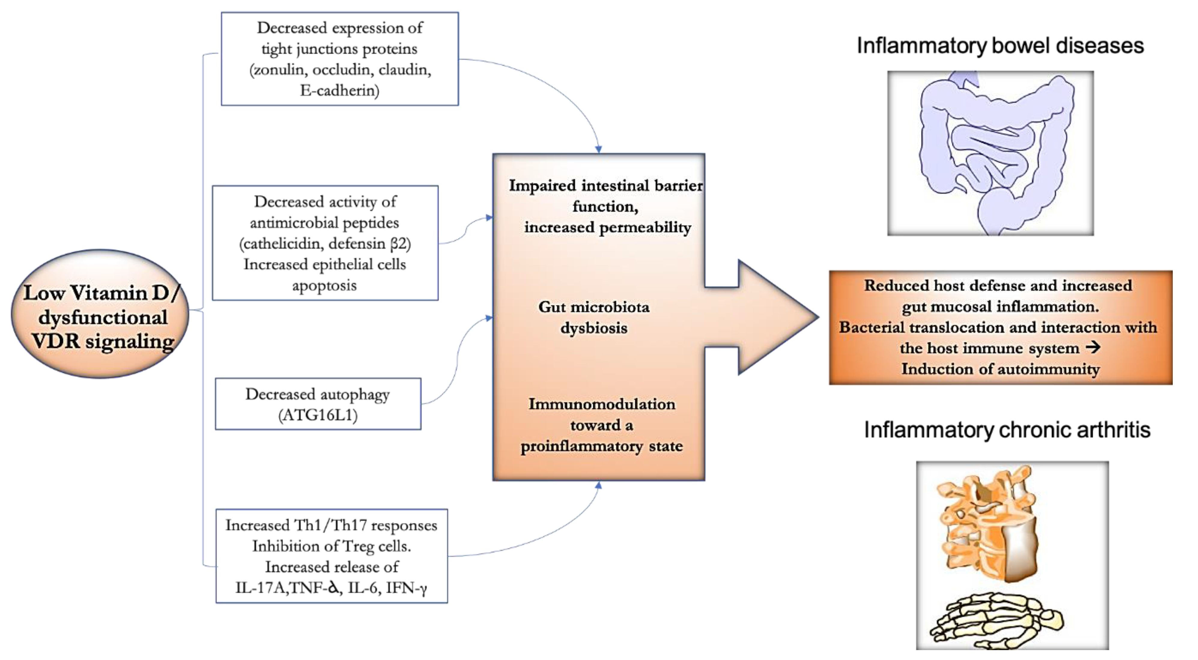 Ijms Free Full Text Vitamin D Signaling In Gastro Rheumatology From Immuno Modulation To Potential Clinical Applications Html