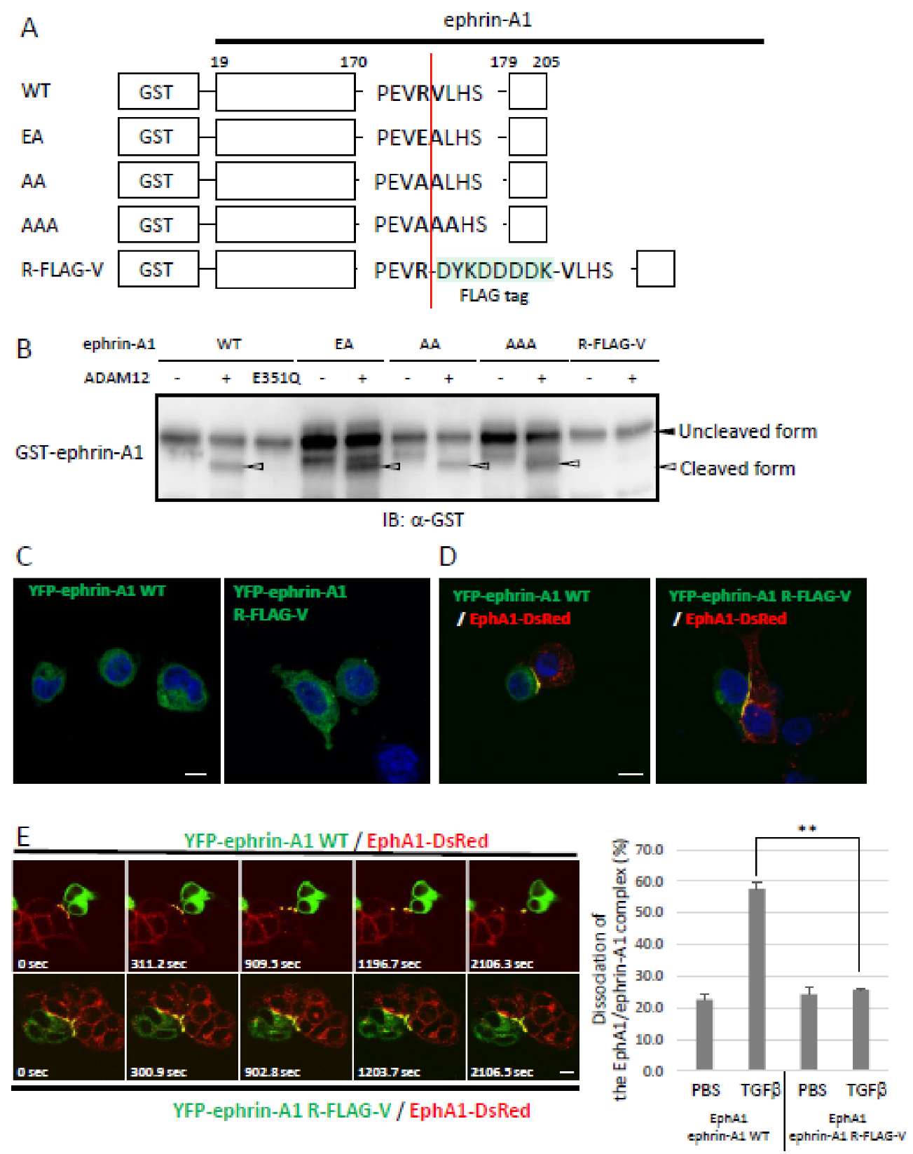 Ijms 22 02480 g002 Ijms 22 02480 g002