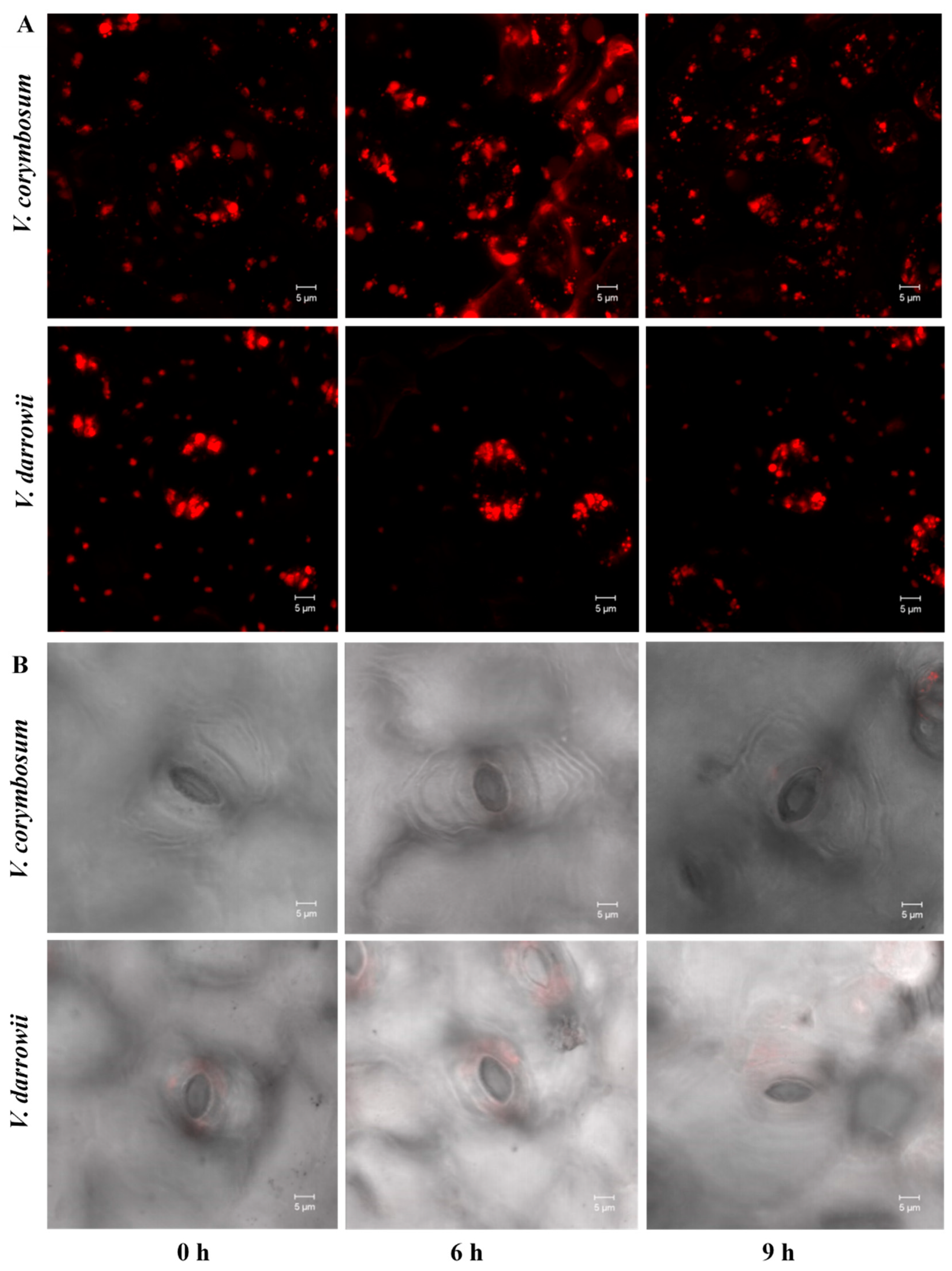 Ijms 22 02481 g001 Ijms 22 02481 g001