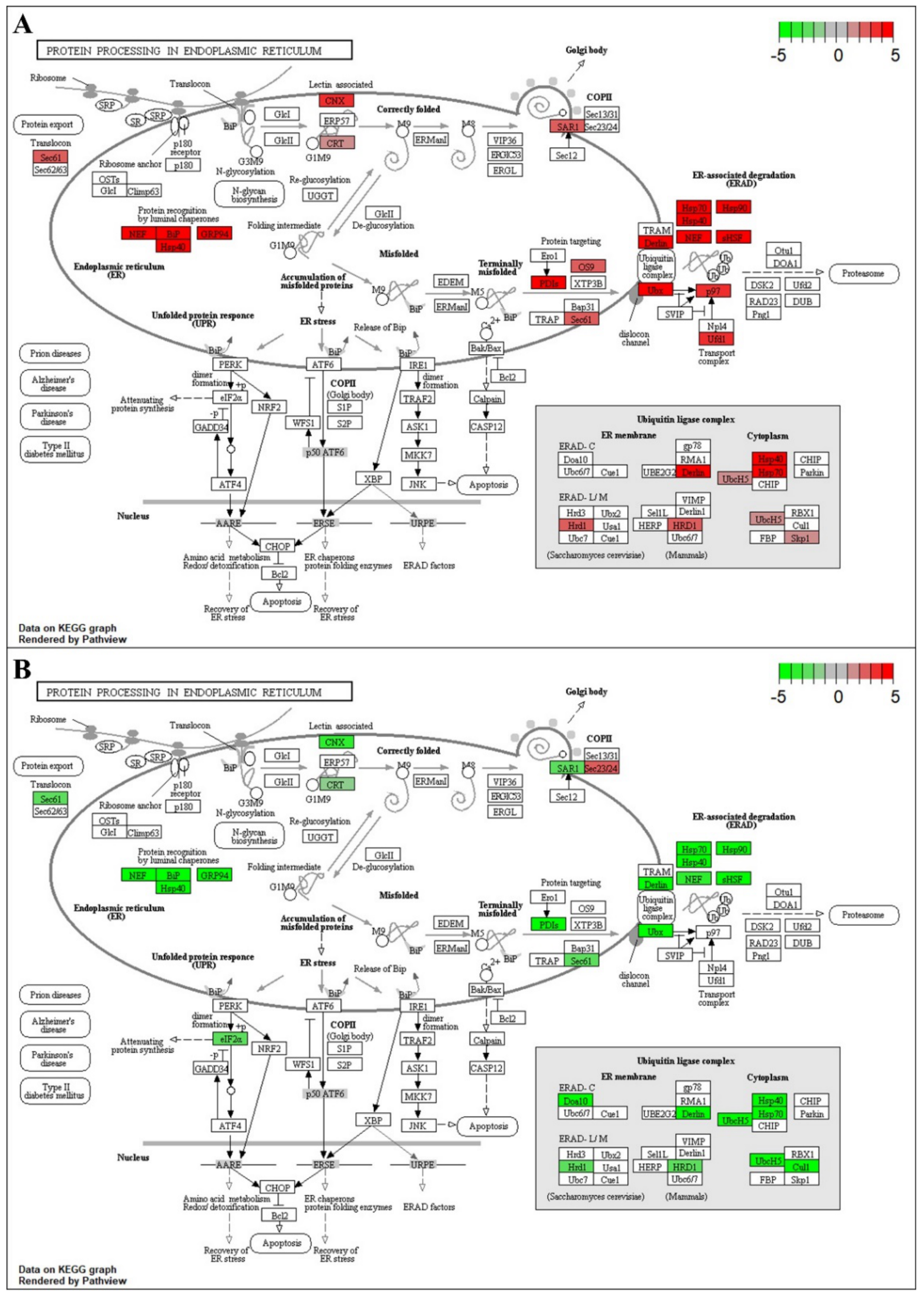 Ijms 22 02481 g004 Ijms 22 02481 g004