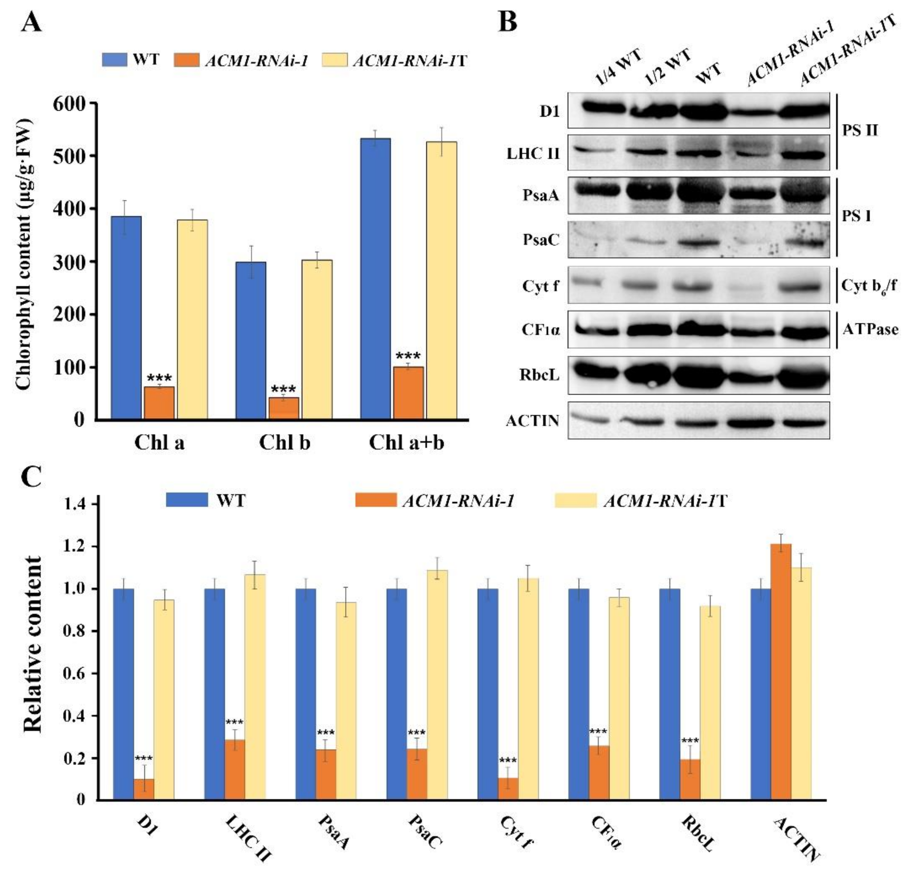 Ijms 22 02512 g005 Ijms 22 02512 g005