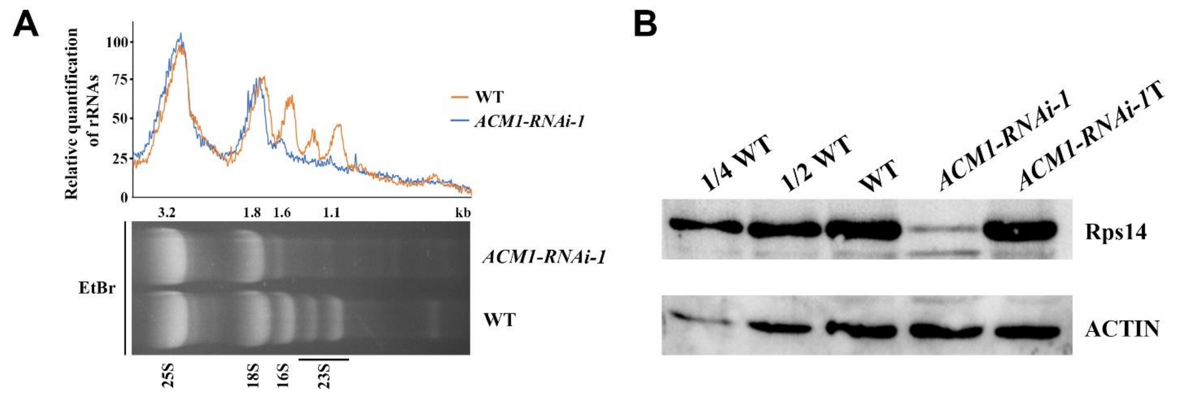 Ijms 22 02512 g008 Ijms 22 02512 g008