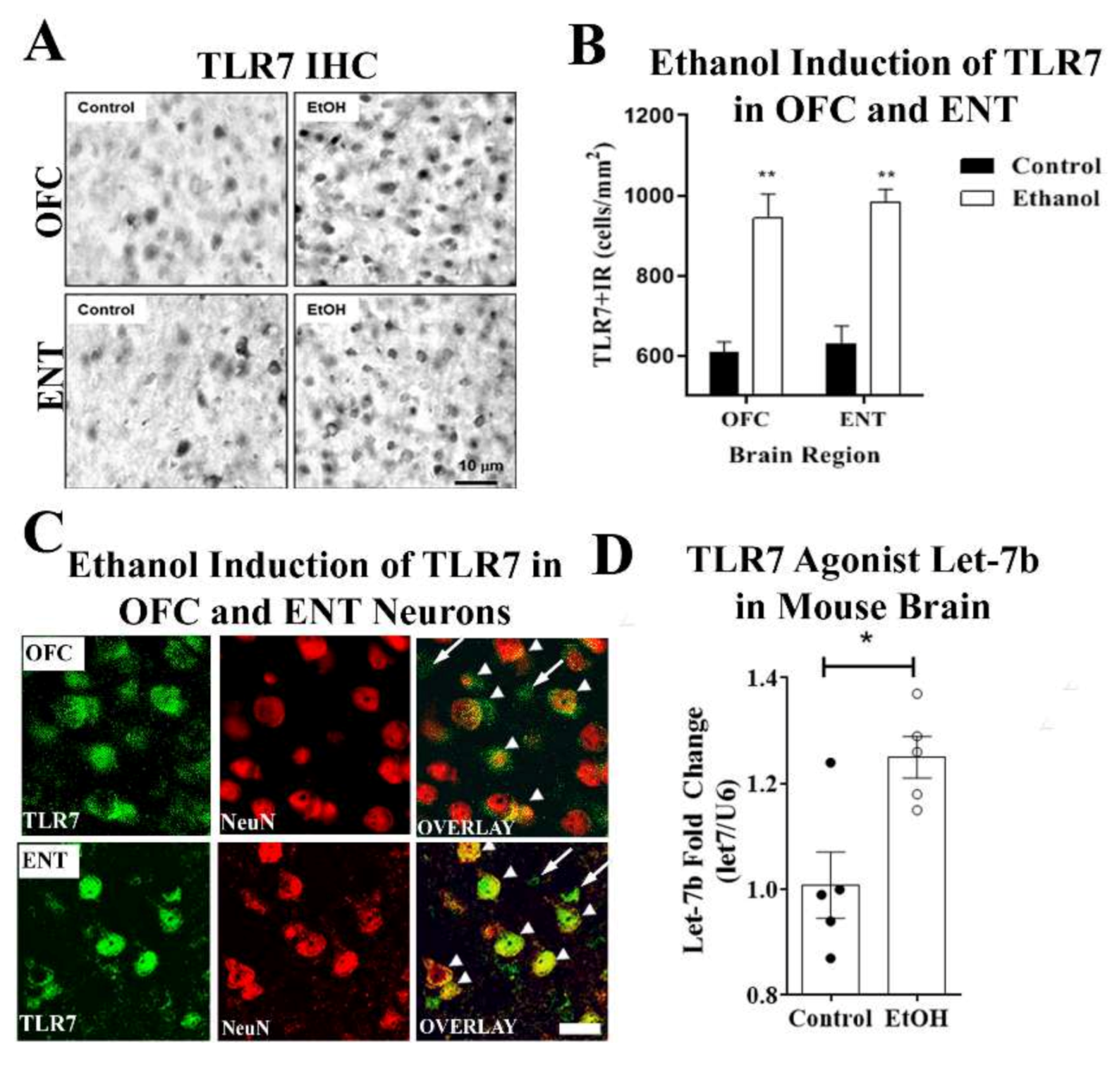 Ijms 22 02547 g004 Ijms 22 02547 g004