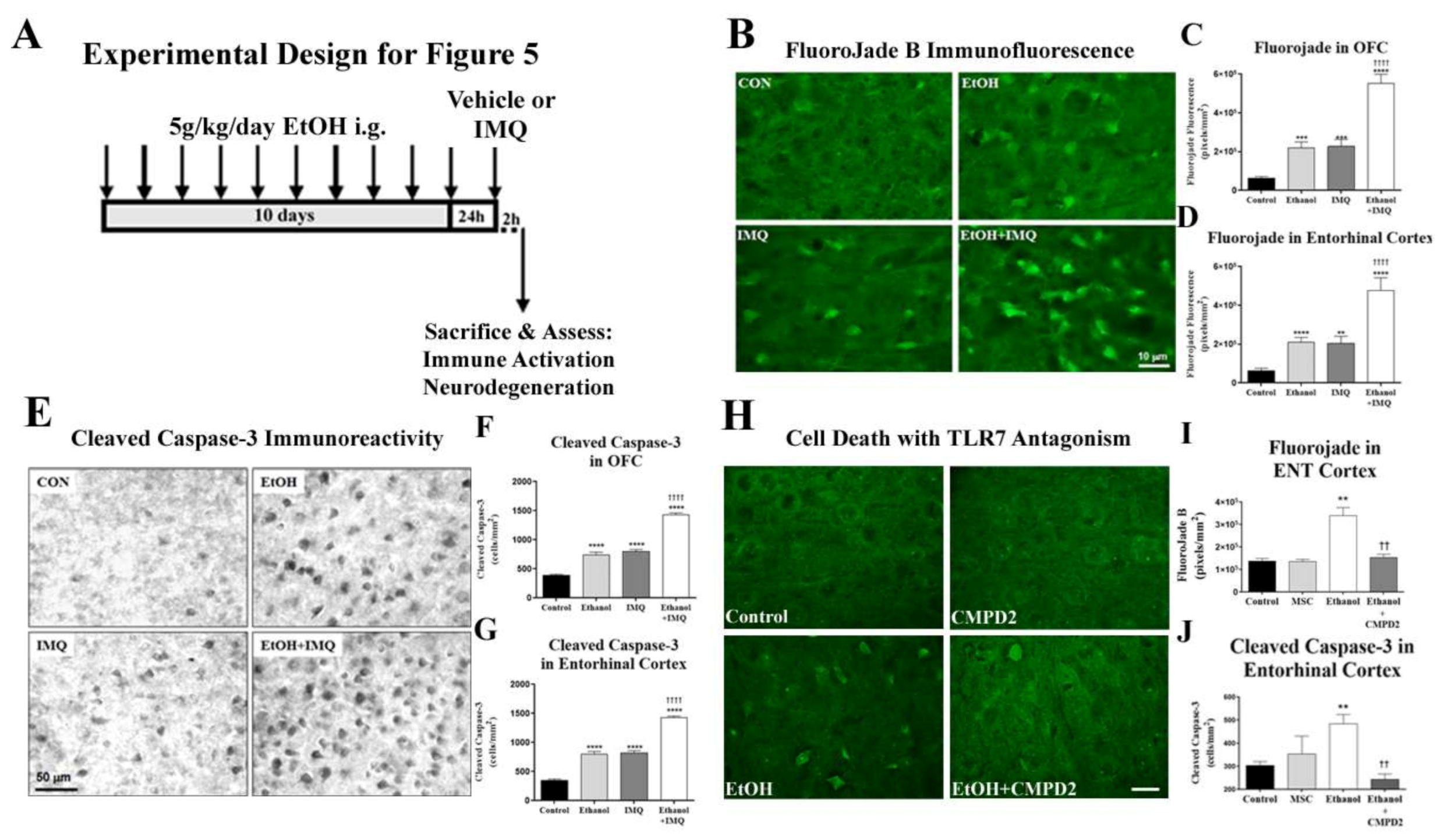 Ijms 22 02547 g005 Ijms 22 02547 g005