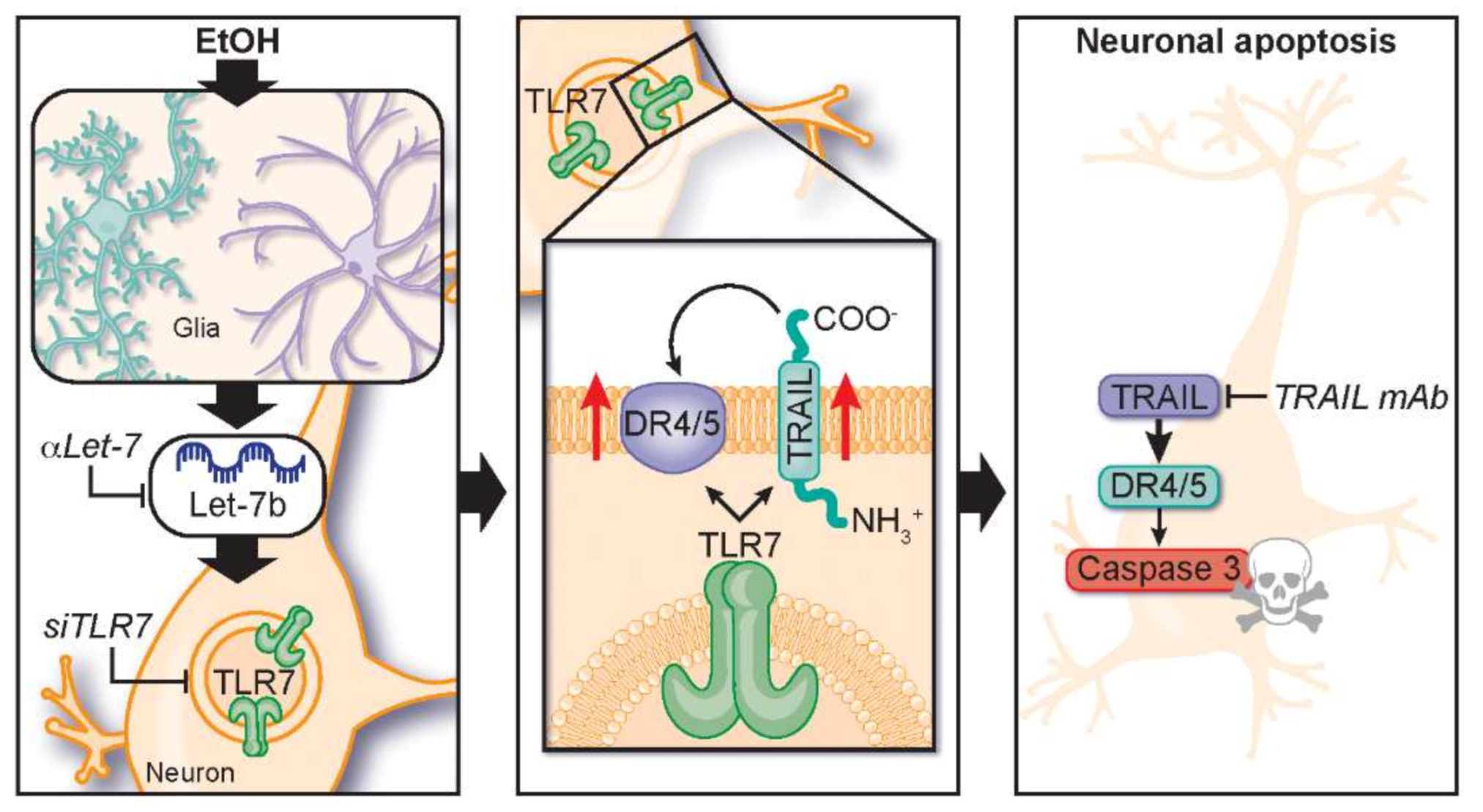 Ijms 22 02547 g009 Ijms 22 02547 g009