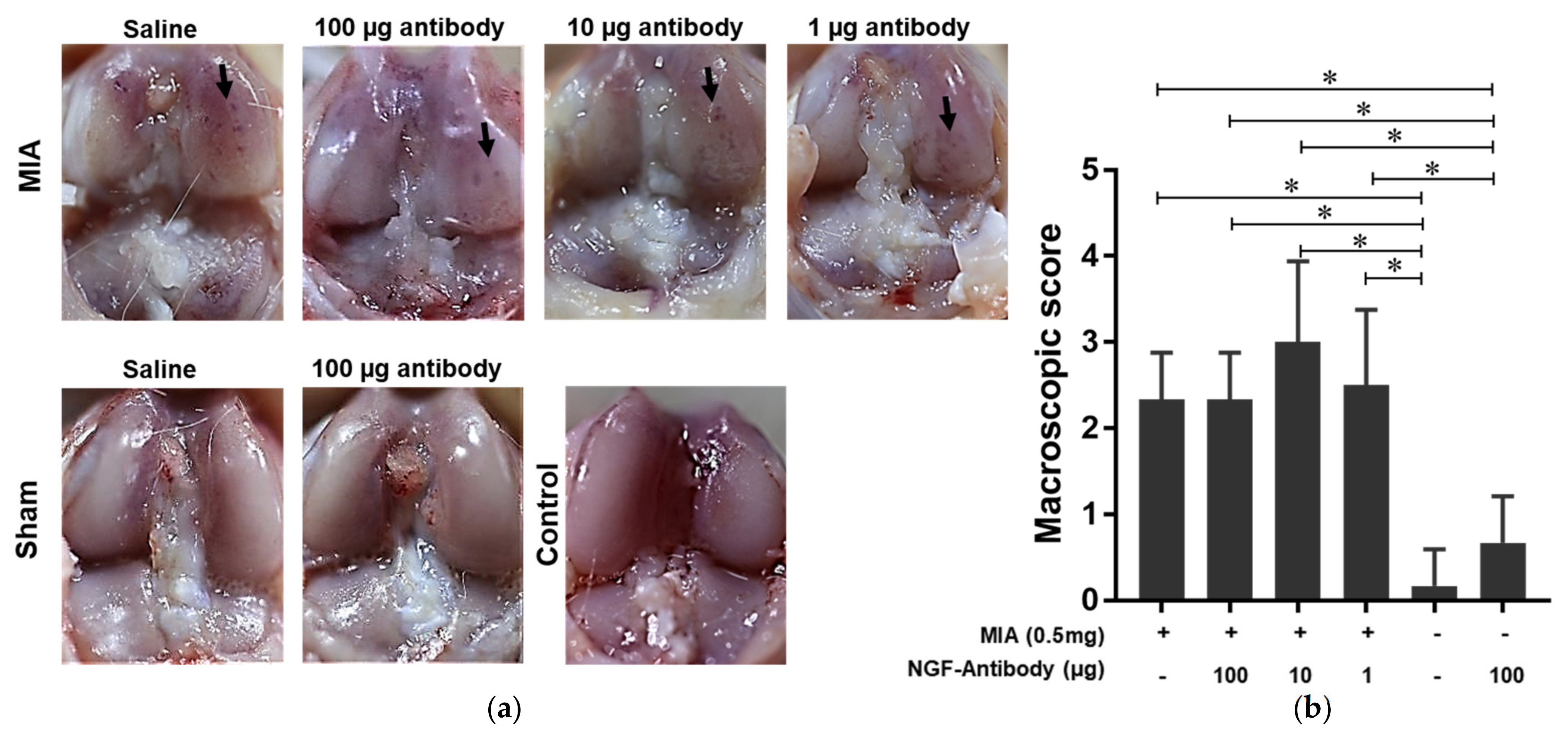 Ijms 22 02552 g002 Ijms 22 02552 g002