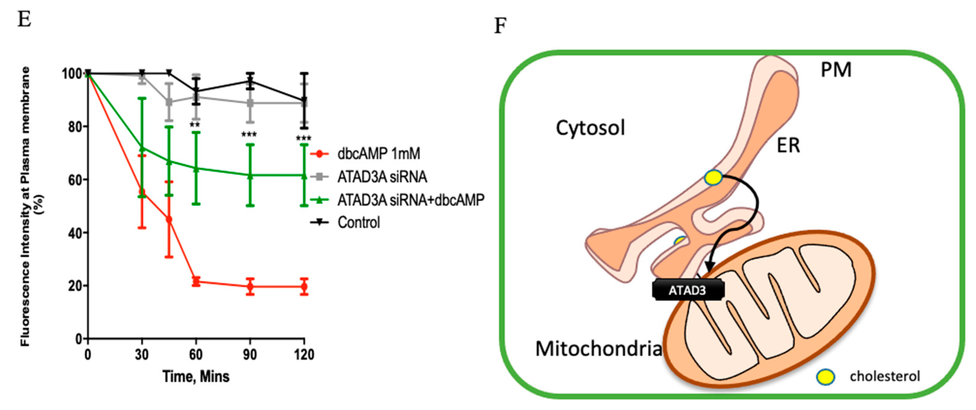 Ijms 22 02554 g001b Ijms 22 02554 g001b