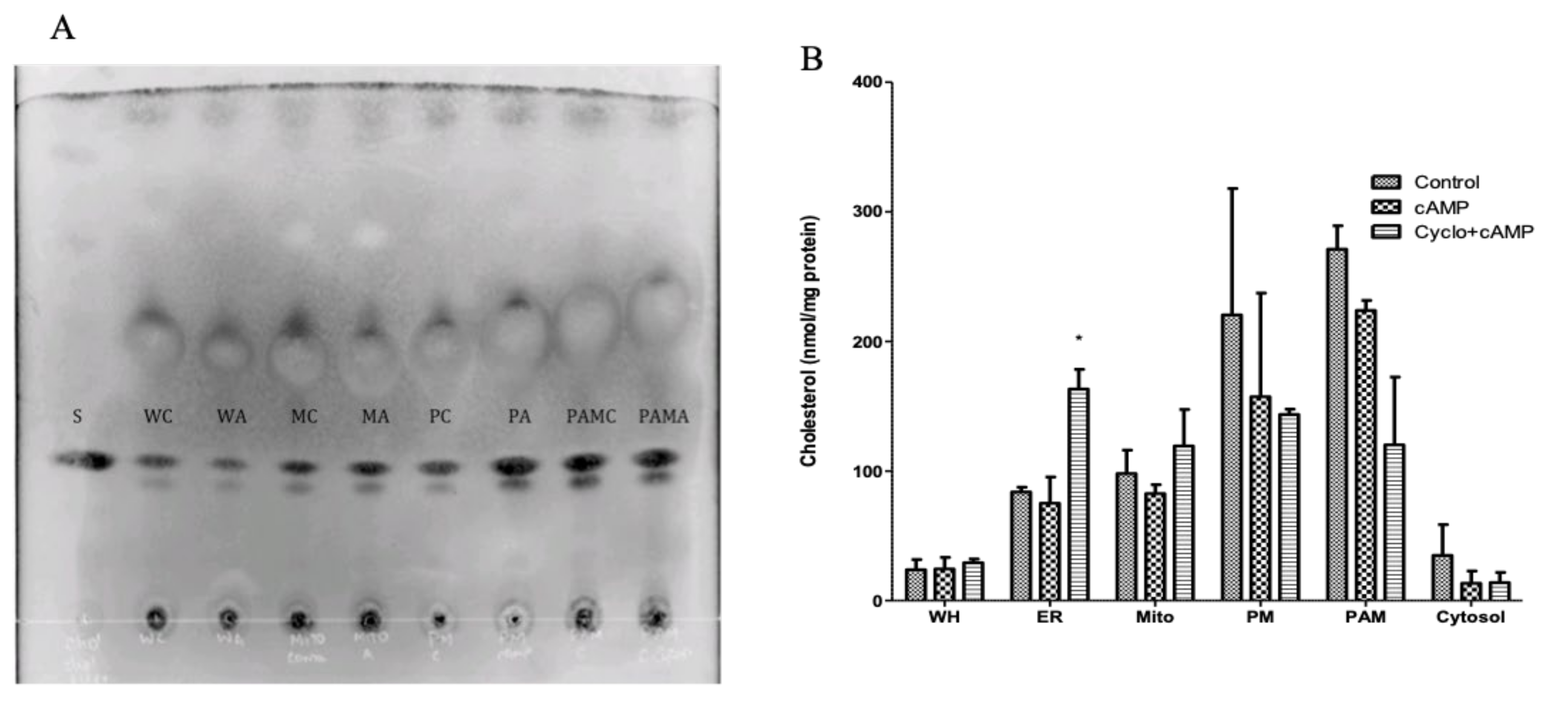 Ijms 22 02554 g003 Ijms 22 02554 g003