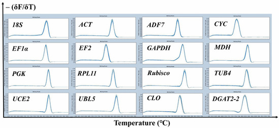 Ijms Free Full Text Selection And Validation Of Reference Genes For Qrt Pcr Analysis In The Oil Rich Tuber Crop Tiger Nut Cyperus Esculentus Based On Transcriptome Data Html