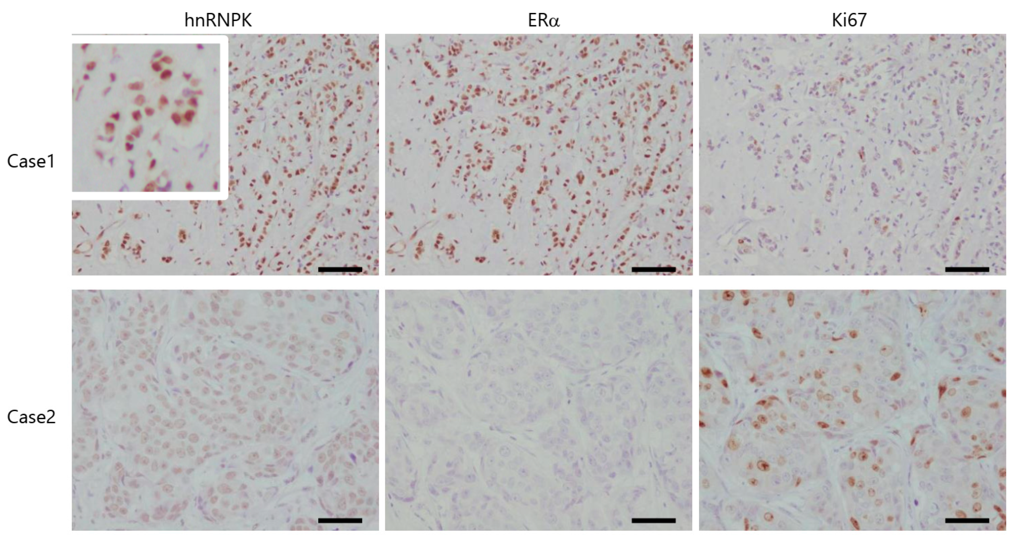 Ijms 22 02581 g004 Ijms 22 02581 g004