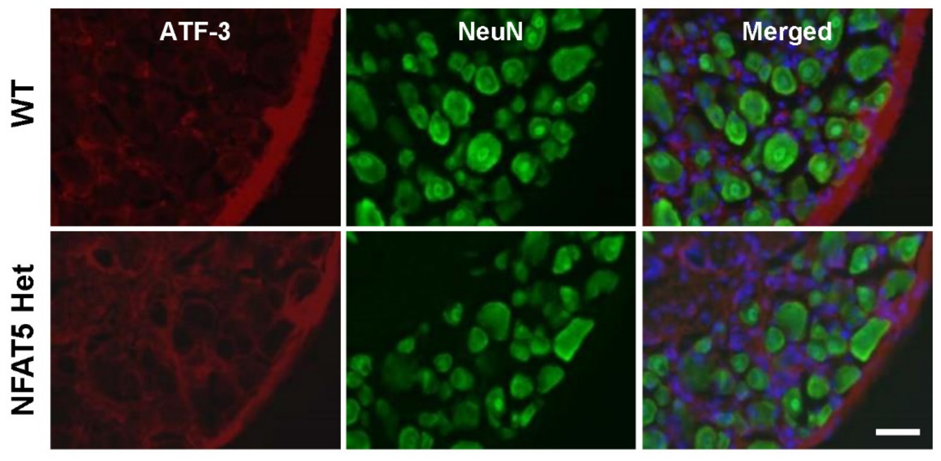 Ijms 22 02587 g002 Ijms 22 02587 g002