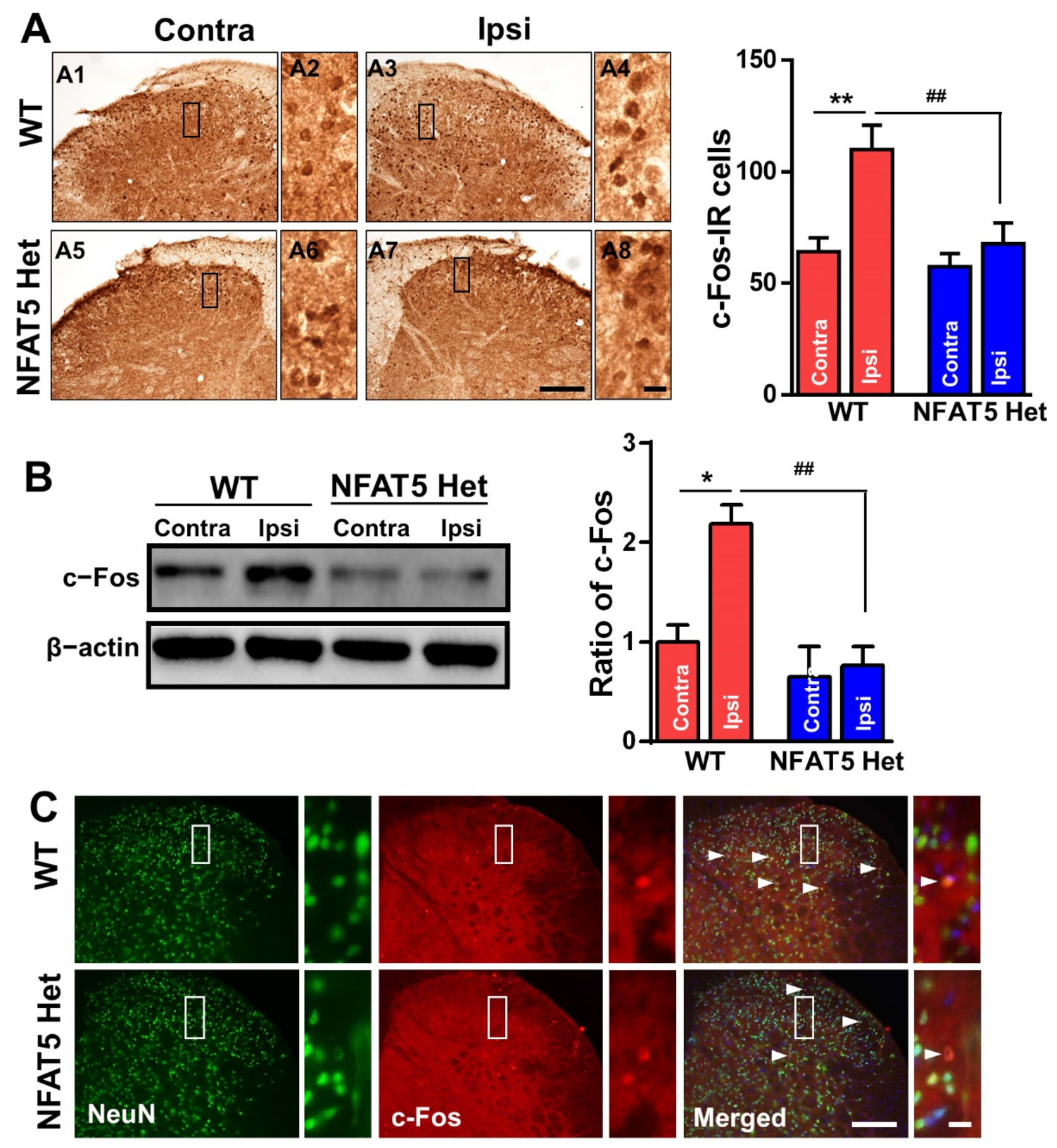 Ijms 22 02587 g003 Ijms 22 02587 g003