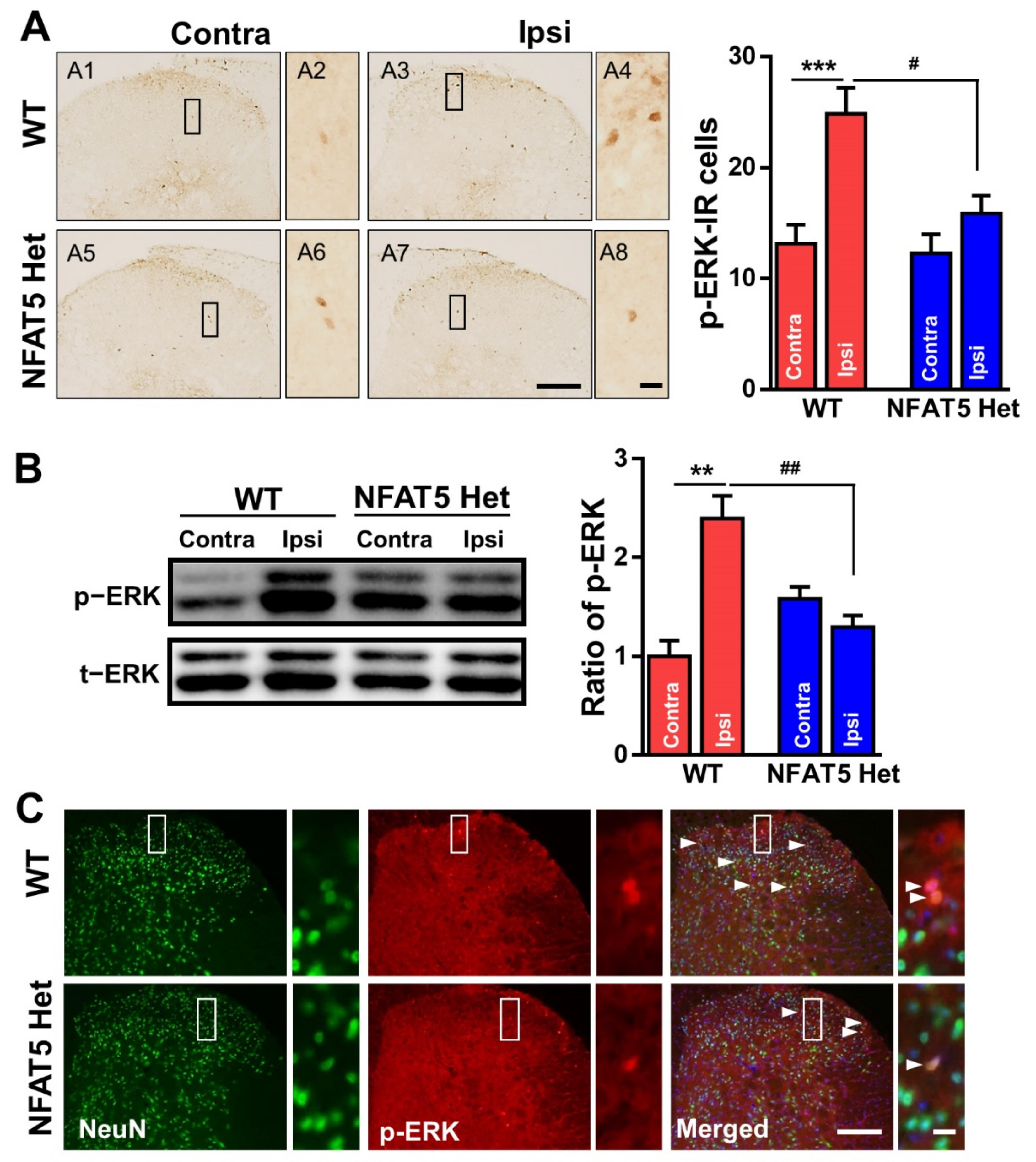 Ijms 22 02587 g004 Ijms 22 02587 g004