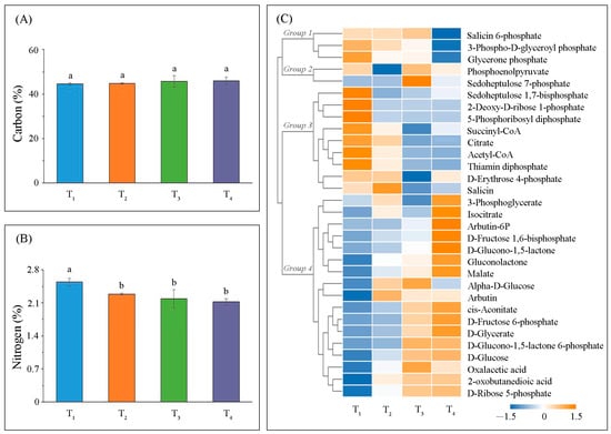 IJMS | Free Full-Text | Metabolome and Transcriptome Analyses Reveal the  Regulatory Mechanisms of Photosynthesis in Developing Ginkgo biloba Leaves