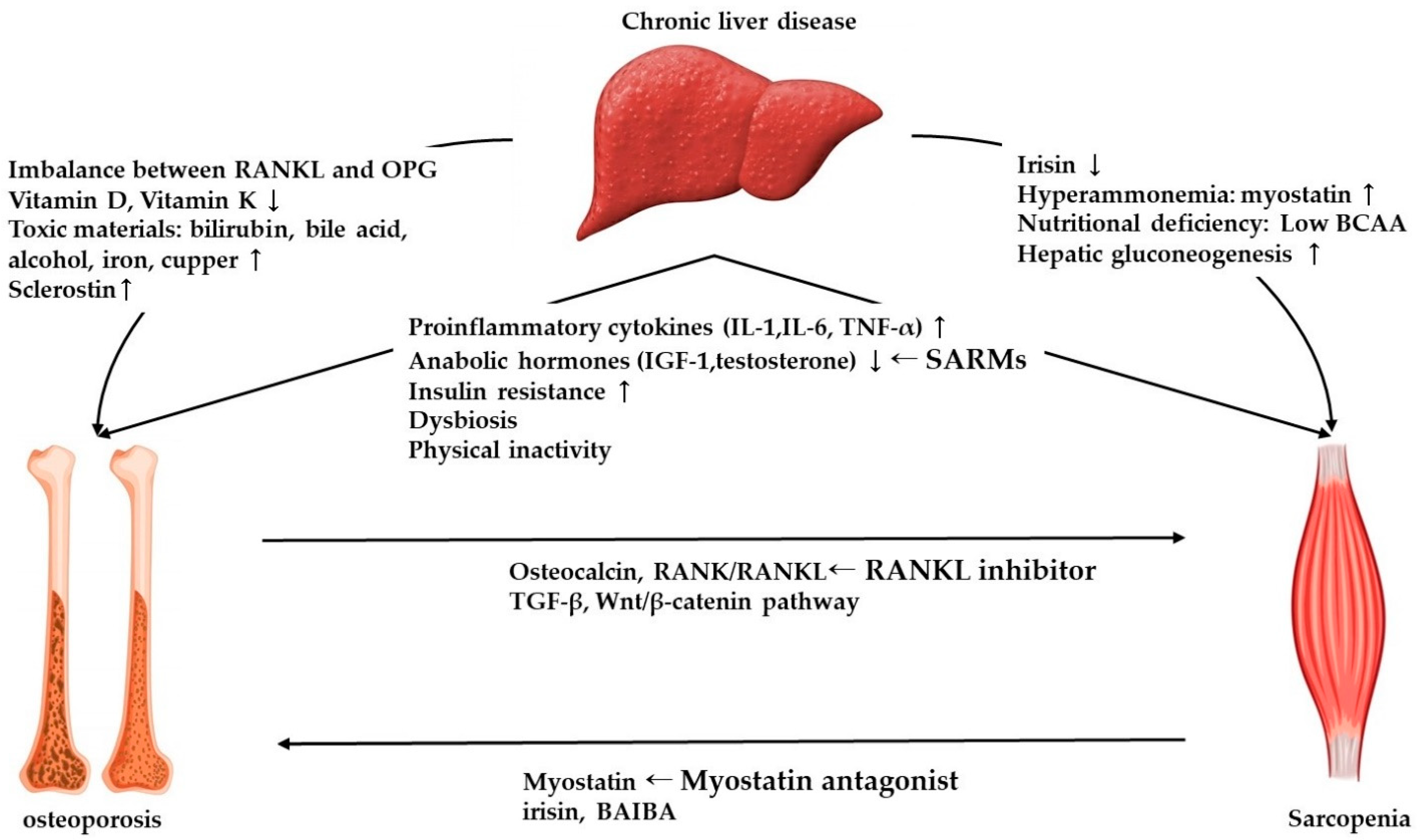 IJMS | Free Full-Text | An Overview of the Molecular Mechanisms  Contributing to Musculoskeletal Disorders in Chronic Liver Disease:  Osteoporosis, Sarcopenia, and Osteoporotic Sarcopenia | HTML