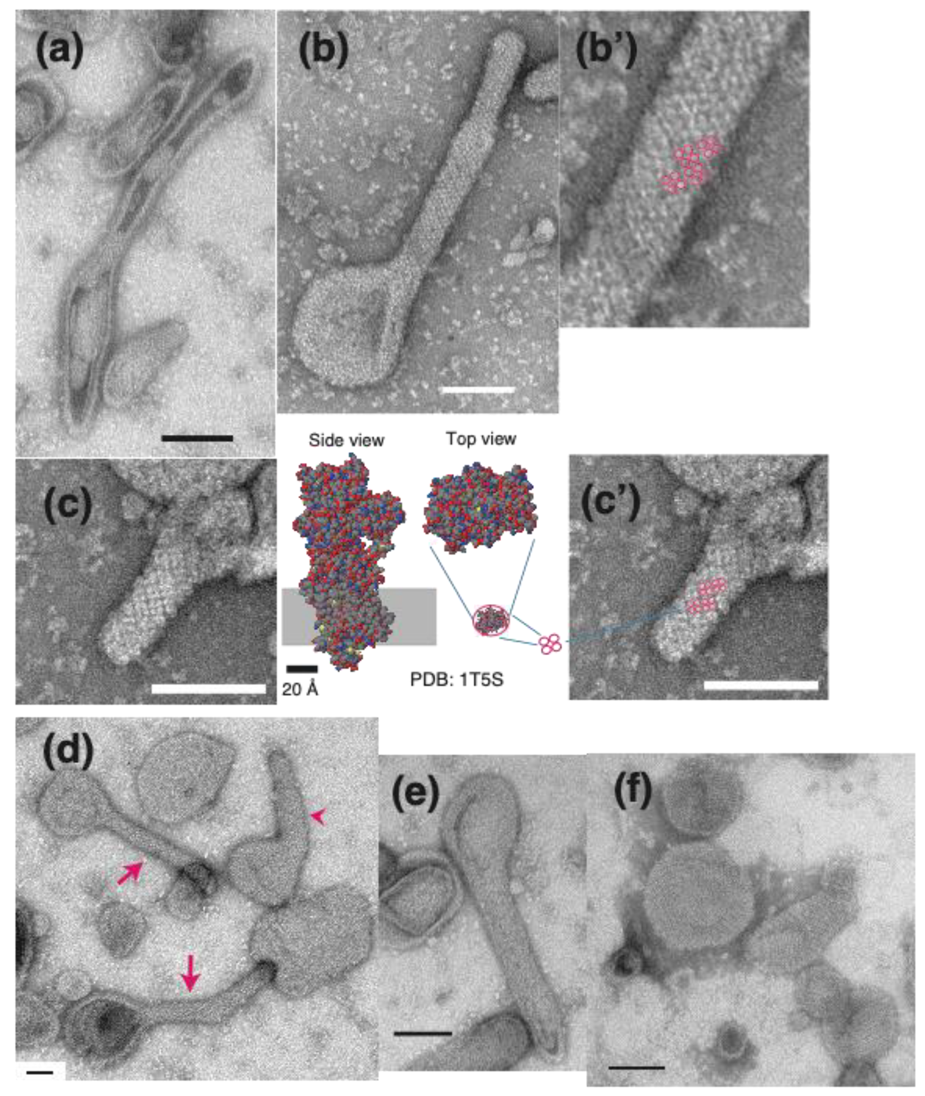 Ijms 22 02624 g003 Ijms 22 02624 g003