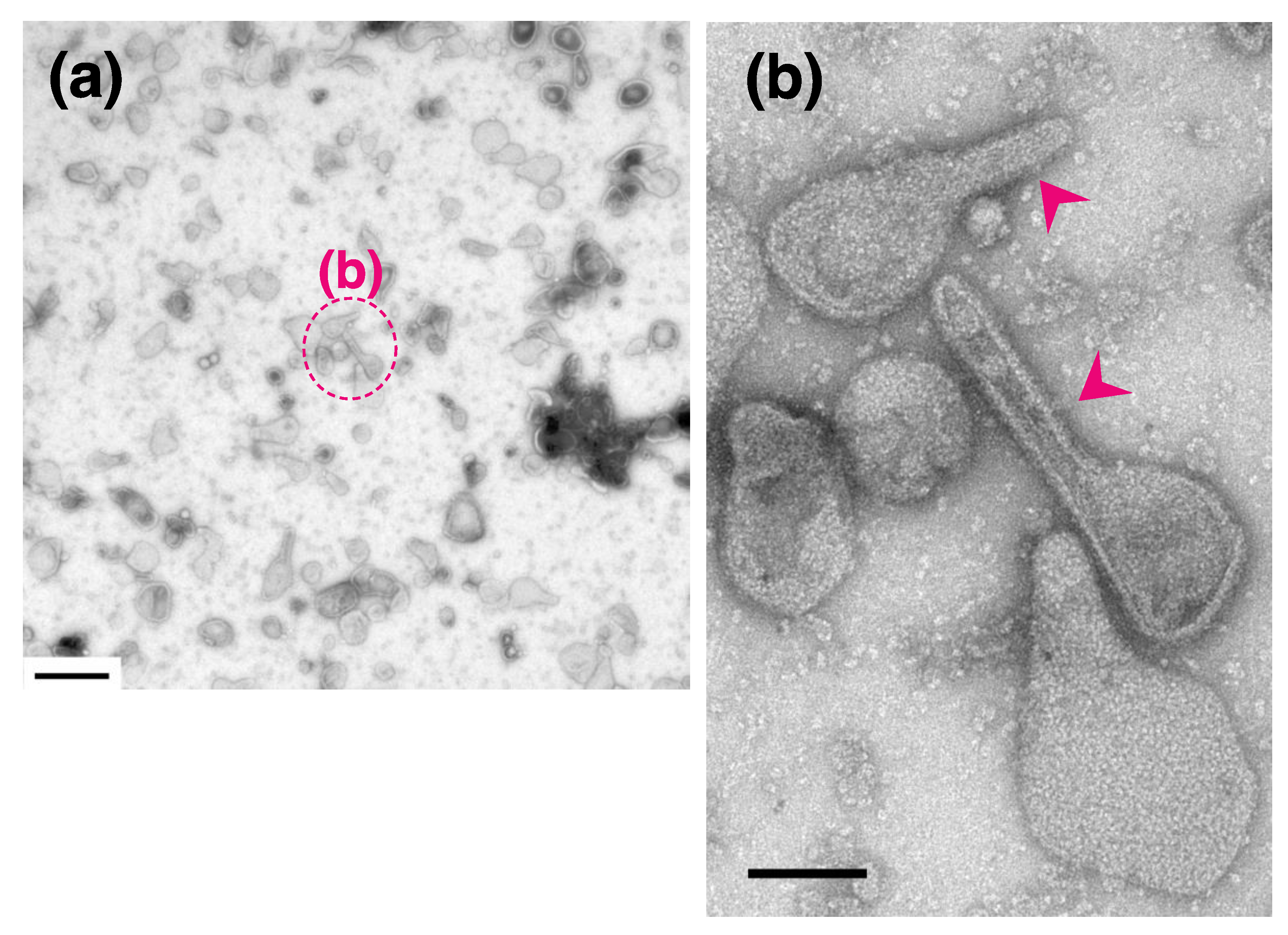 Ijms 22 02624 g007 Ijms 22 02624 g007