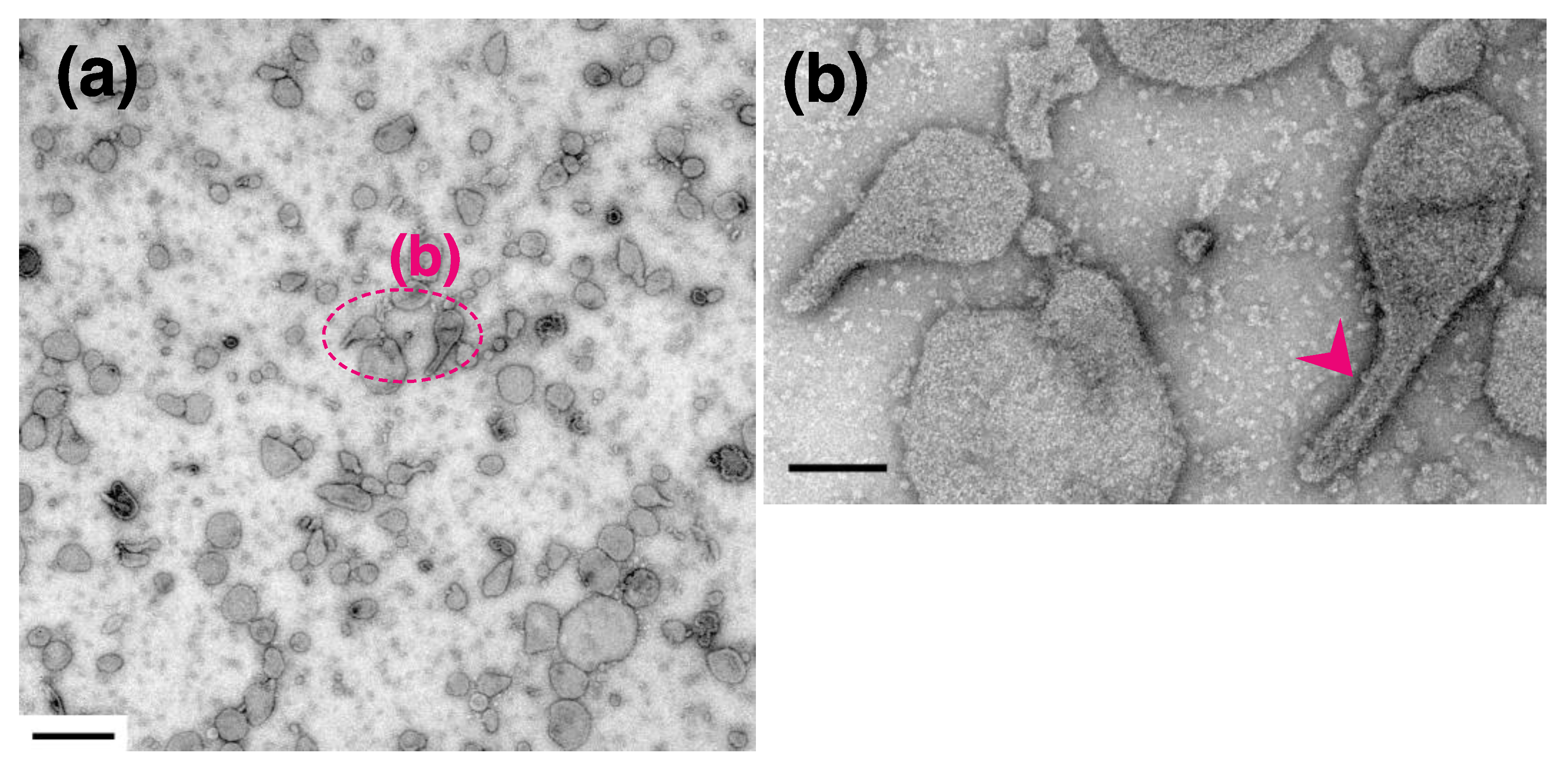 Ijms 22 02624 g008 Ijms 22 02624 g008